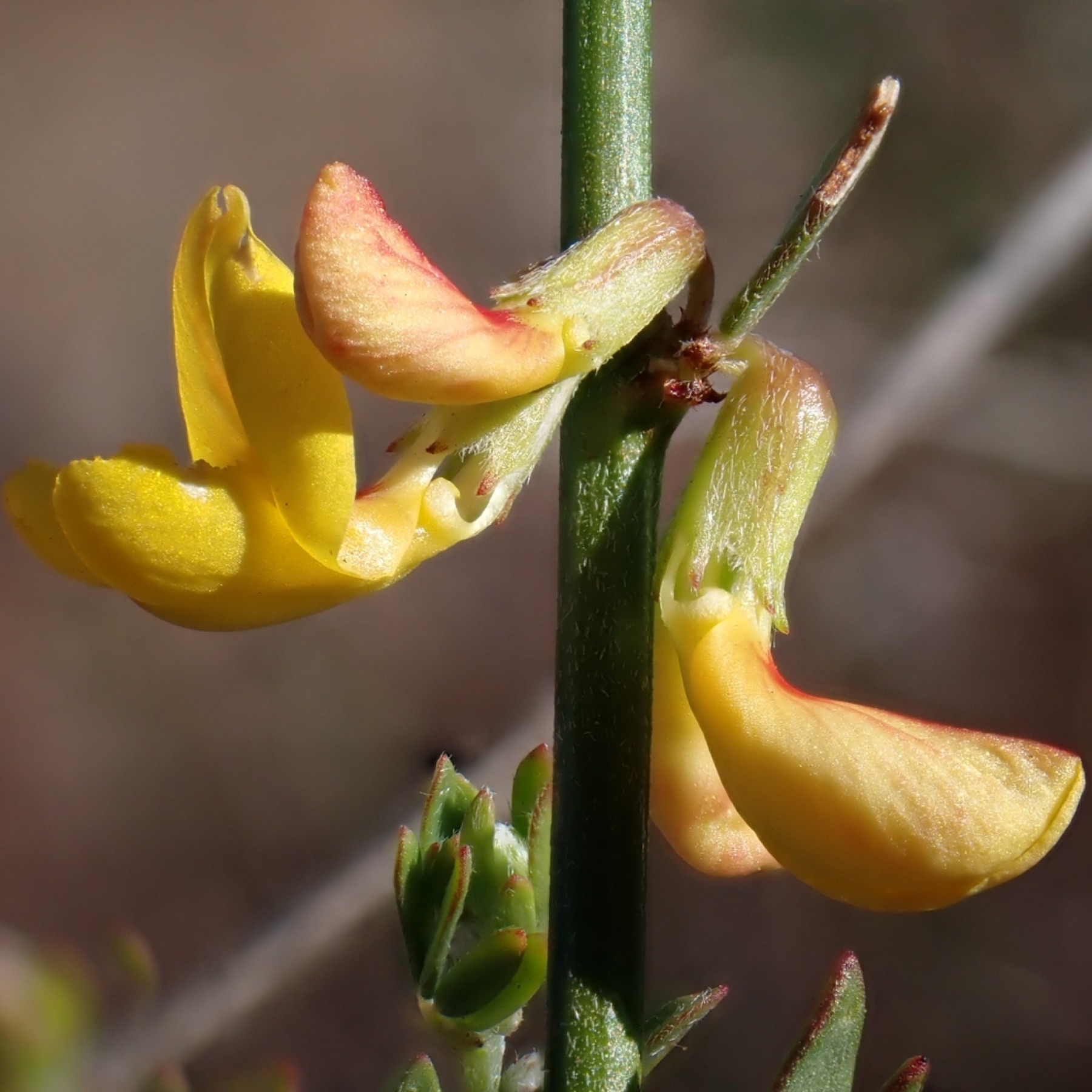 Deerweed — photo 8