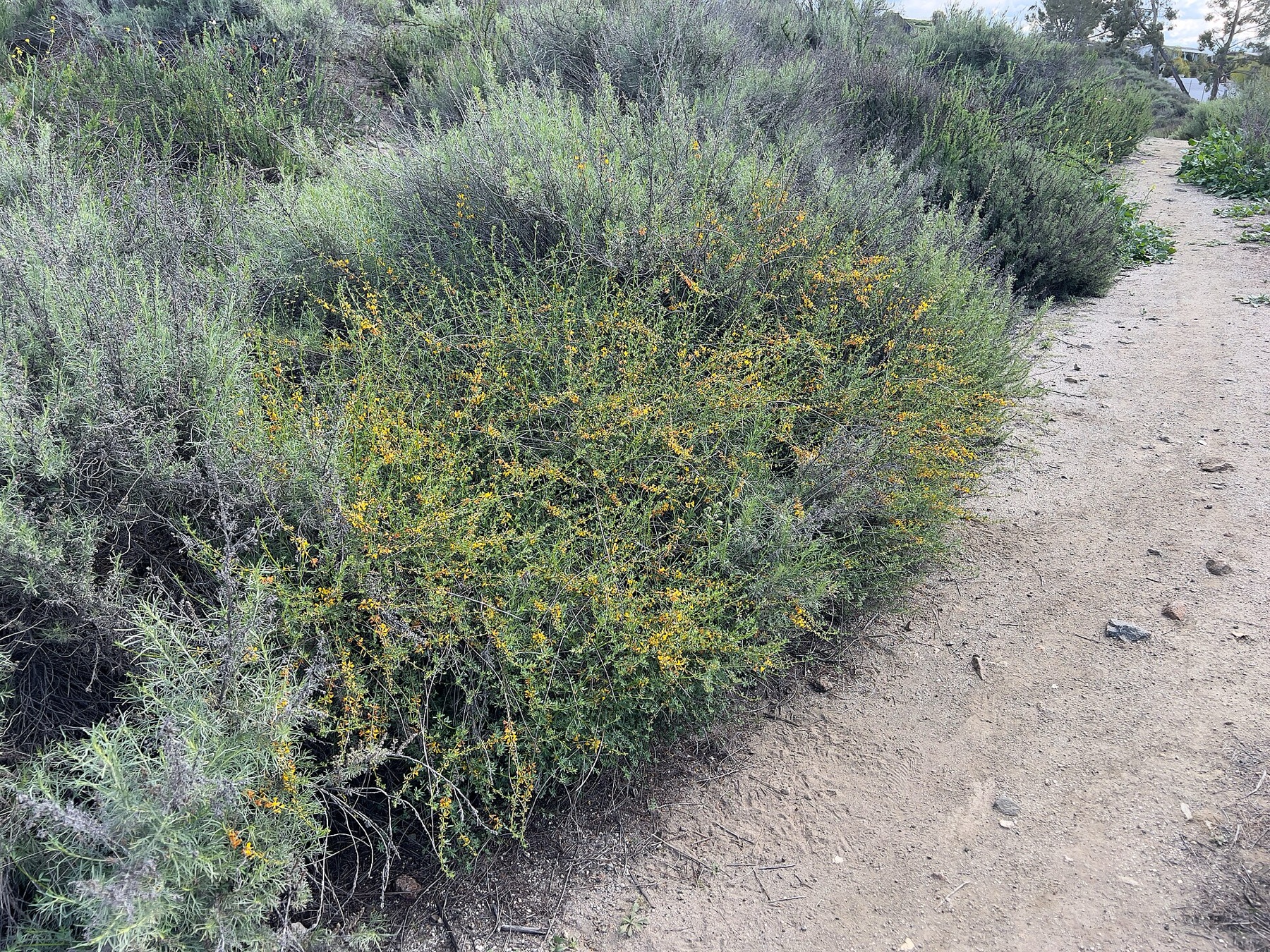 Deerweed — photo 9