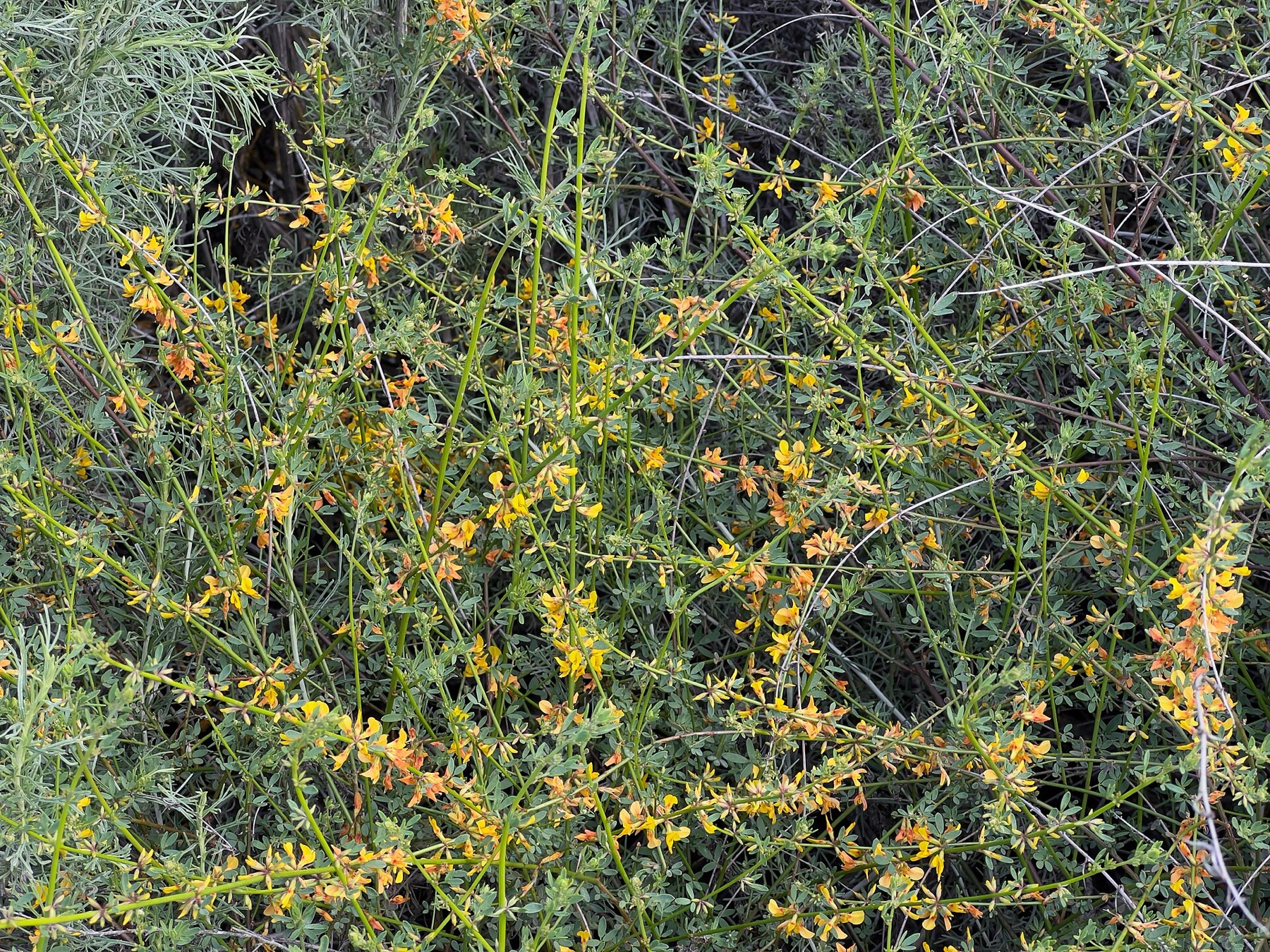 Deerweed — photo 1
