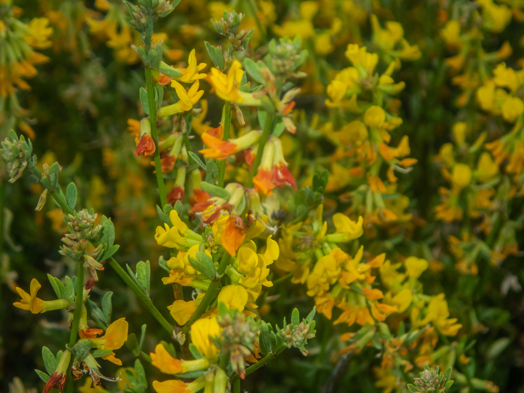 Deerweed — photo 2