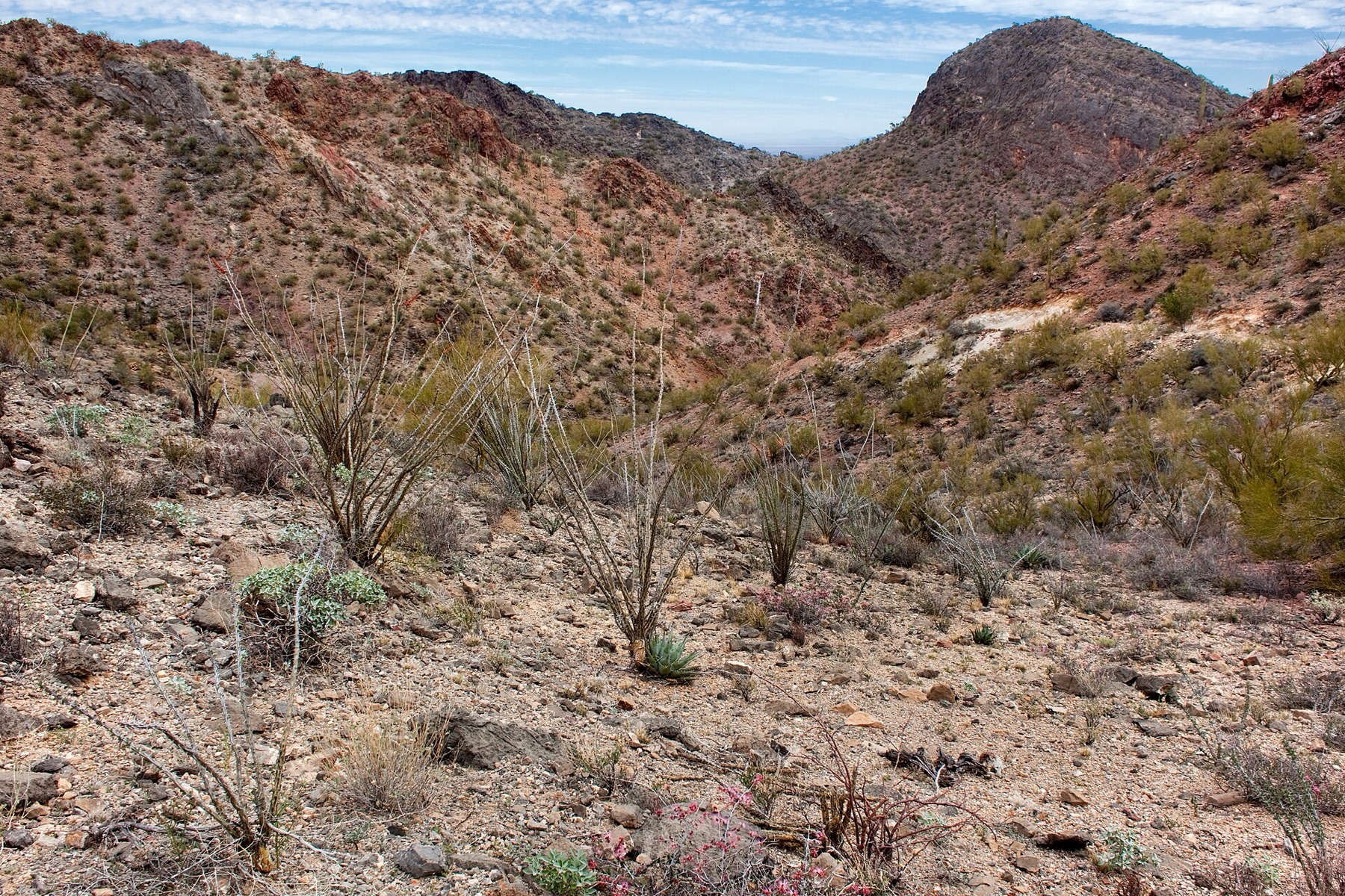 Desert Agave — photo 11
