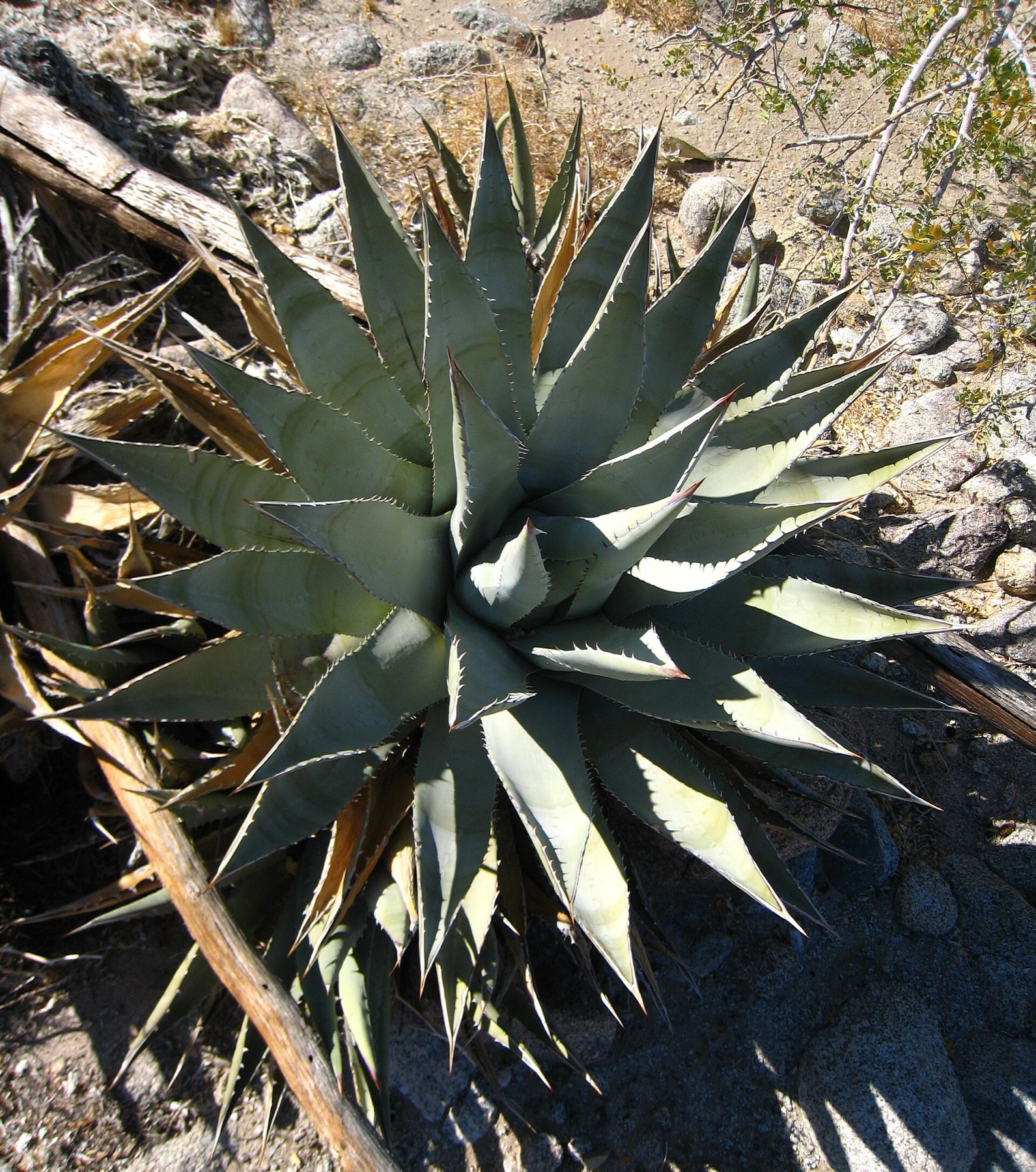 Desert Agave — photo 12