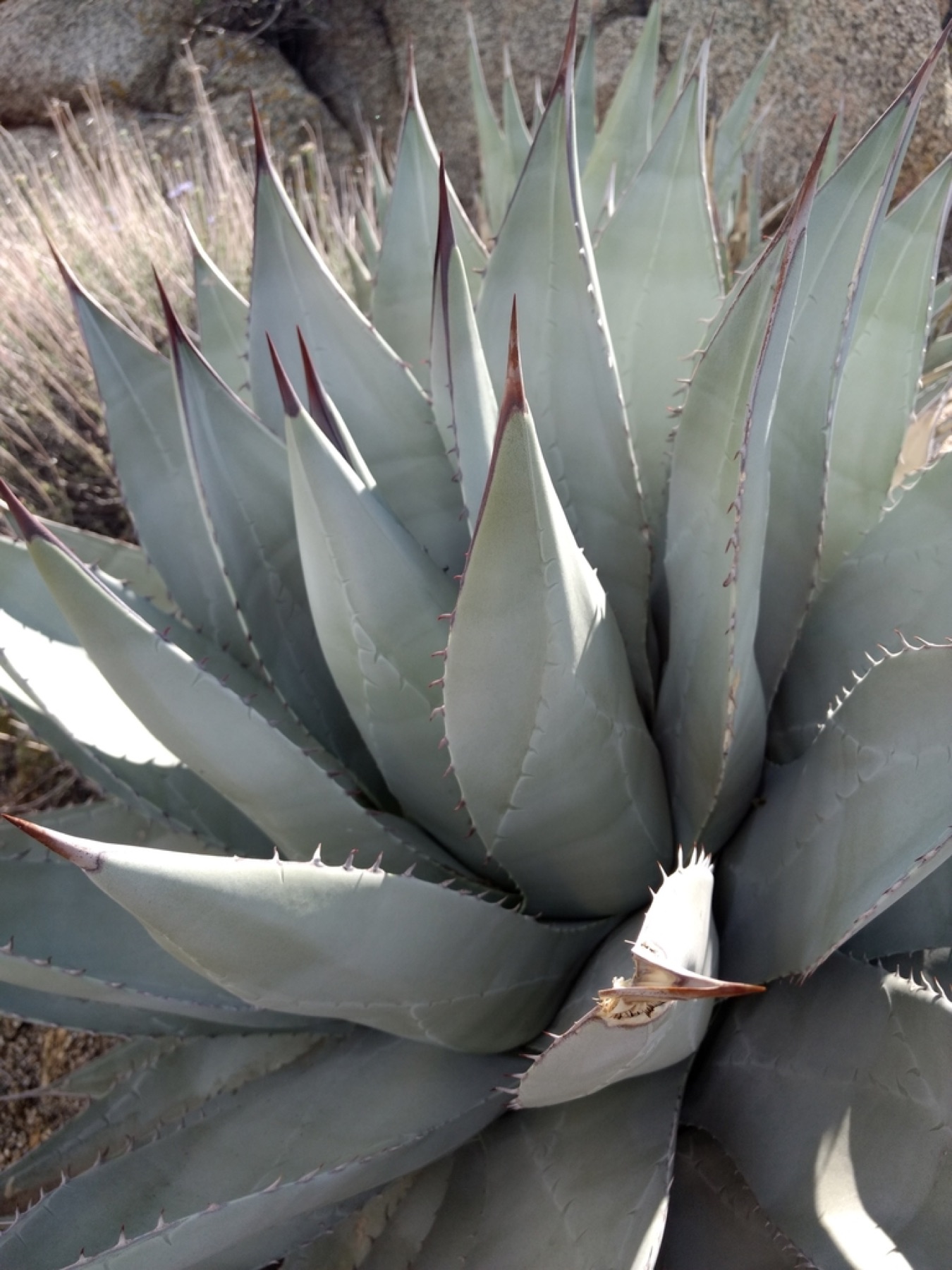 Desert Agave — photo 13