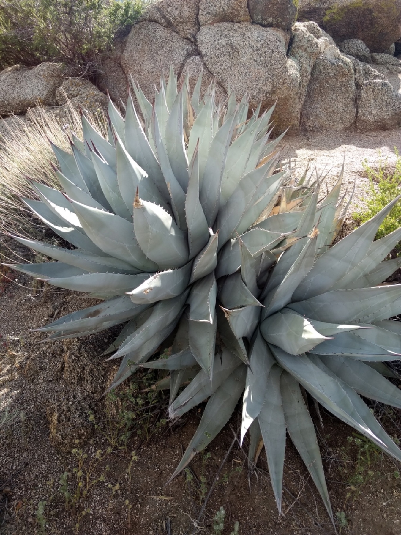 Desert Agave — photo 14