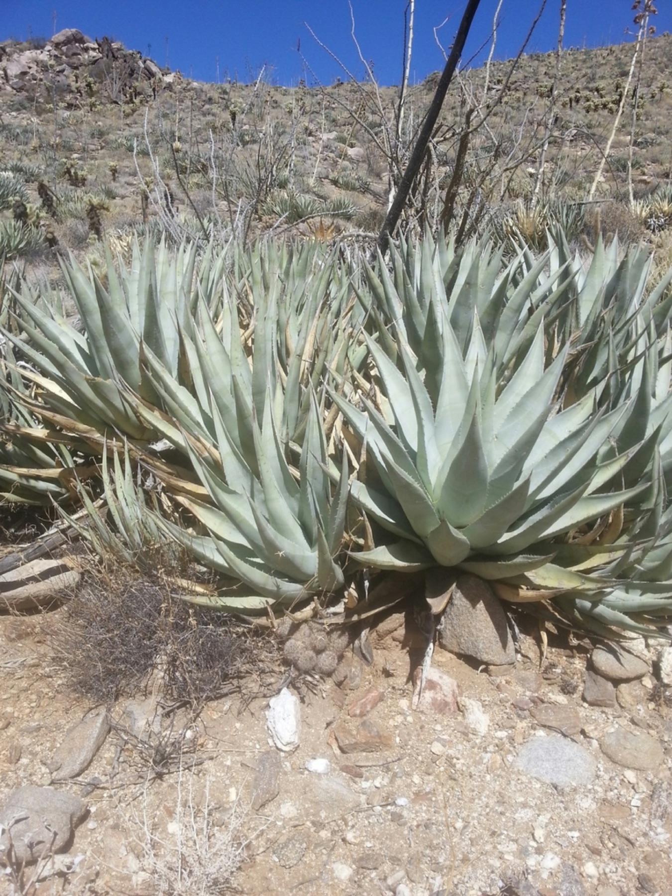 Desert Agave — photo 15