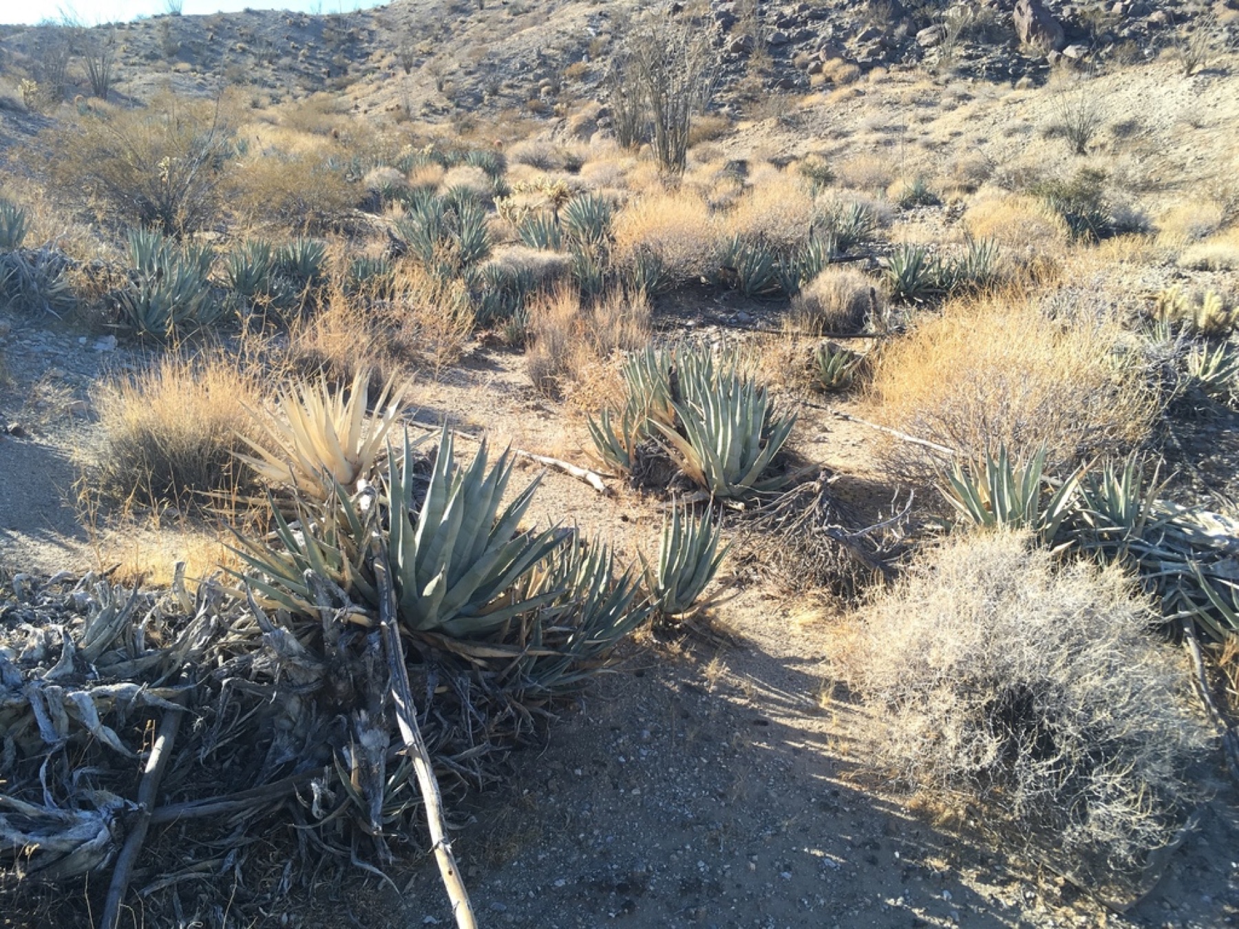 Desert Agave — photo 16