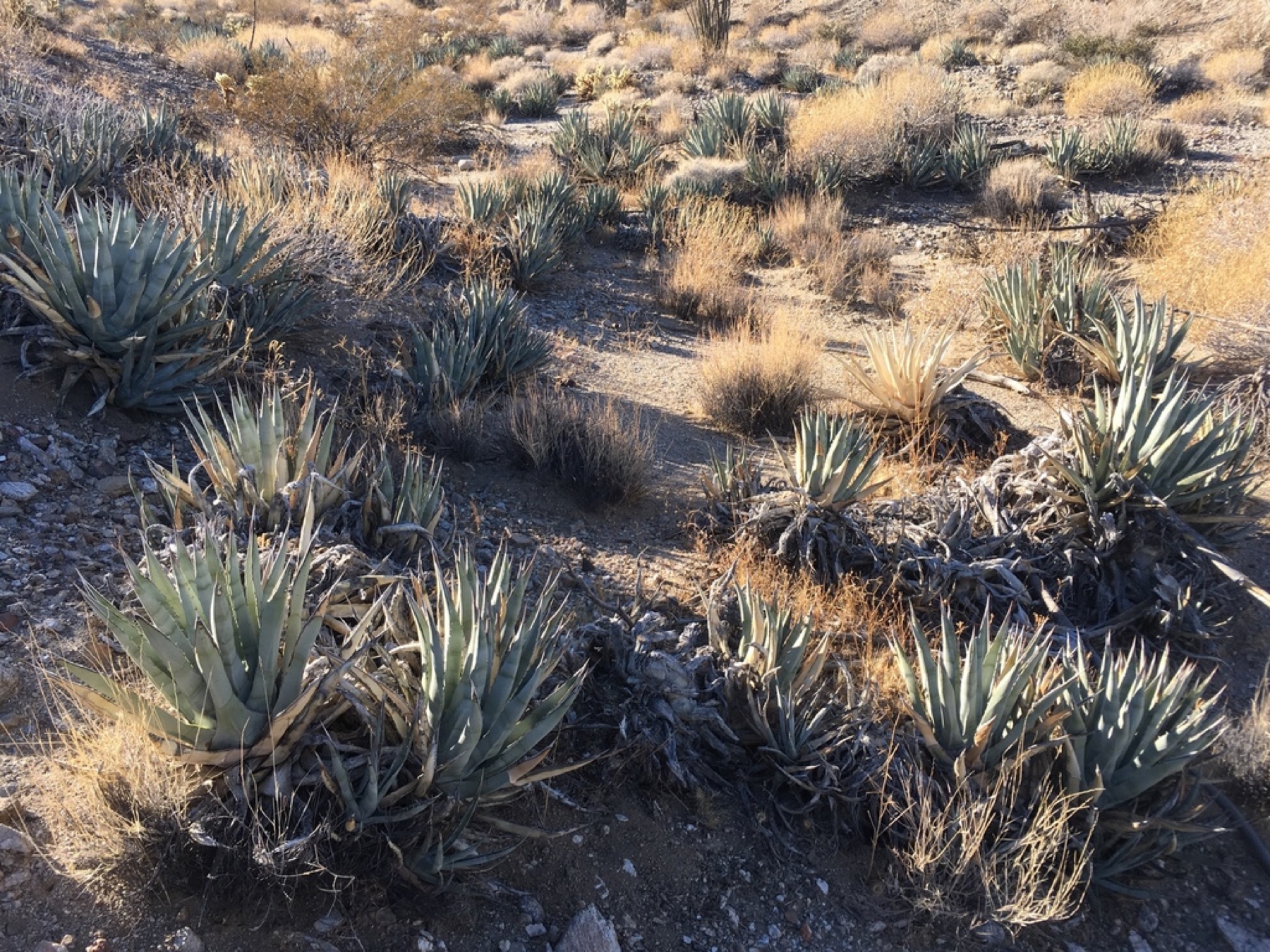Desert Agave — photo 17