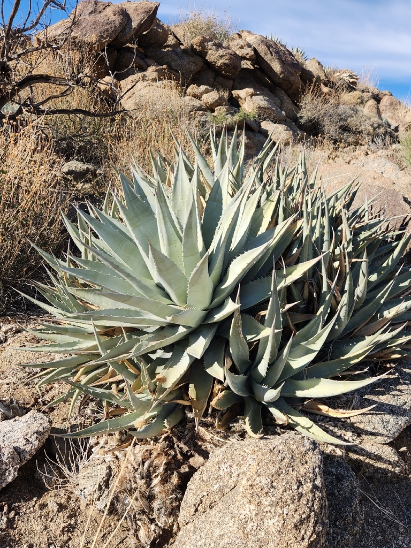 Desert Agave — photo 18