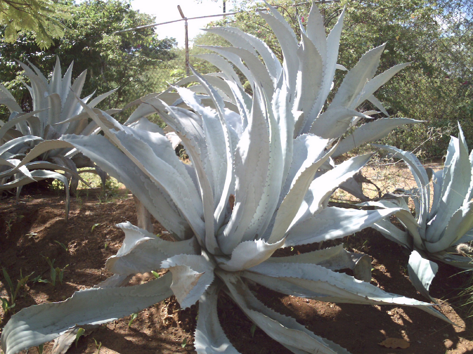 Desert Agave — photo 19