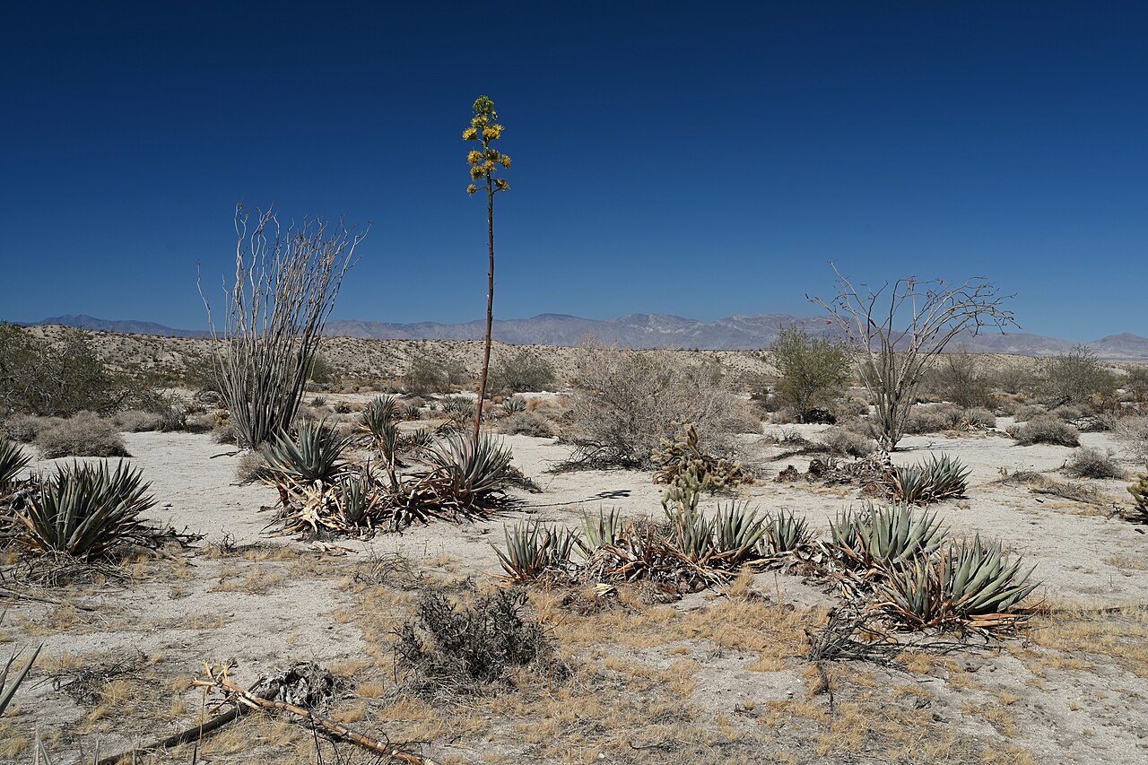 Desert Agave — photo 3