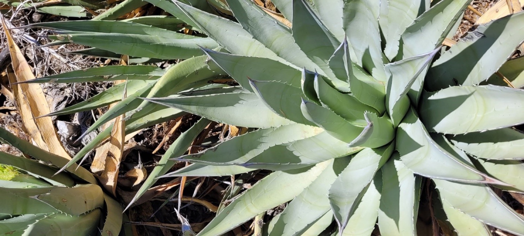 Desert Agave — photo 20