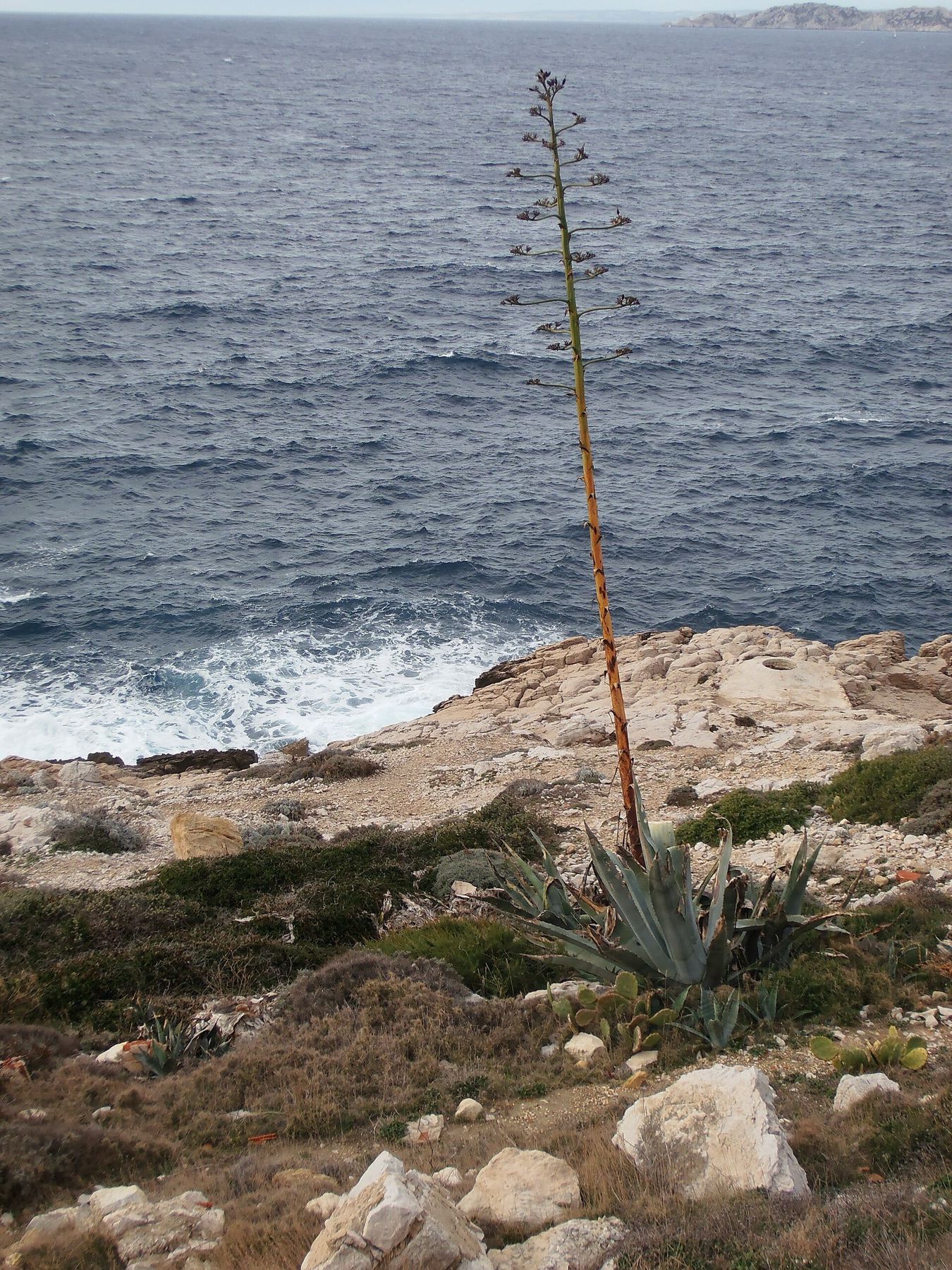 Desert Agave — photo 21