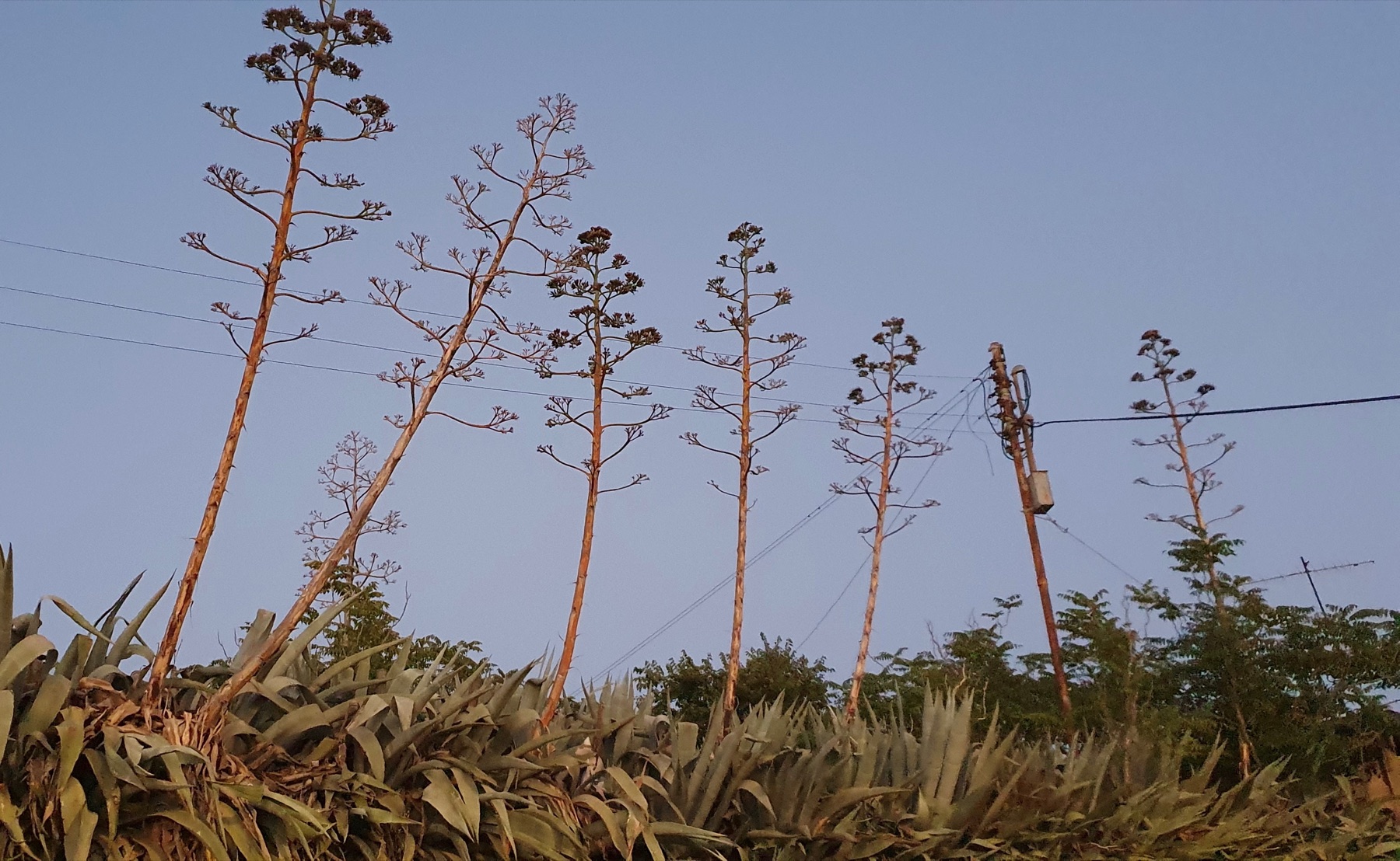 Desert Agave — photo 22