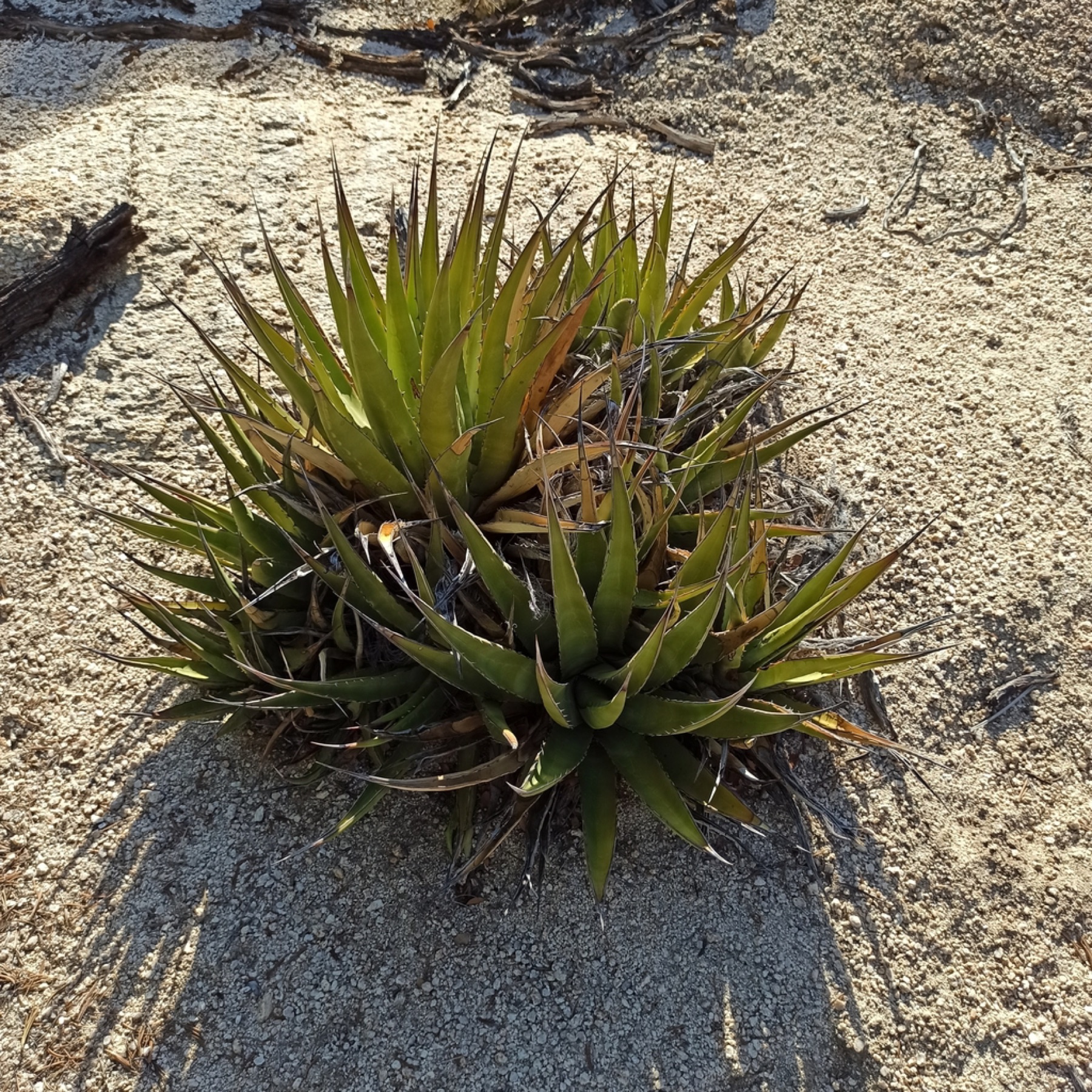 Desert Agave — photo 23