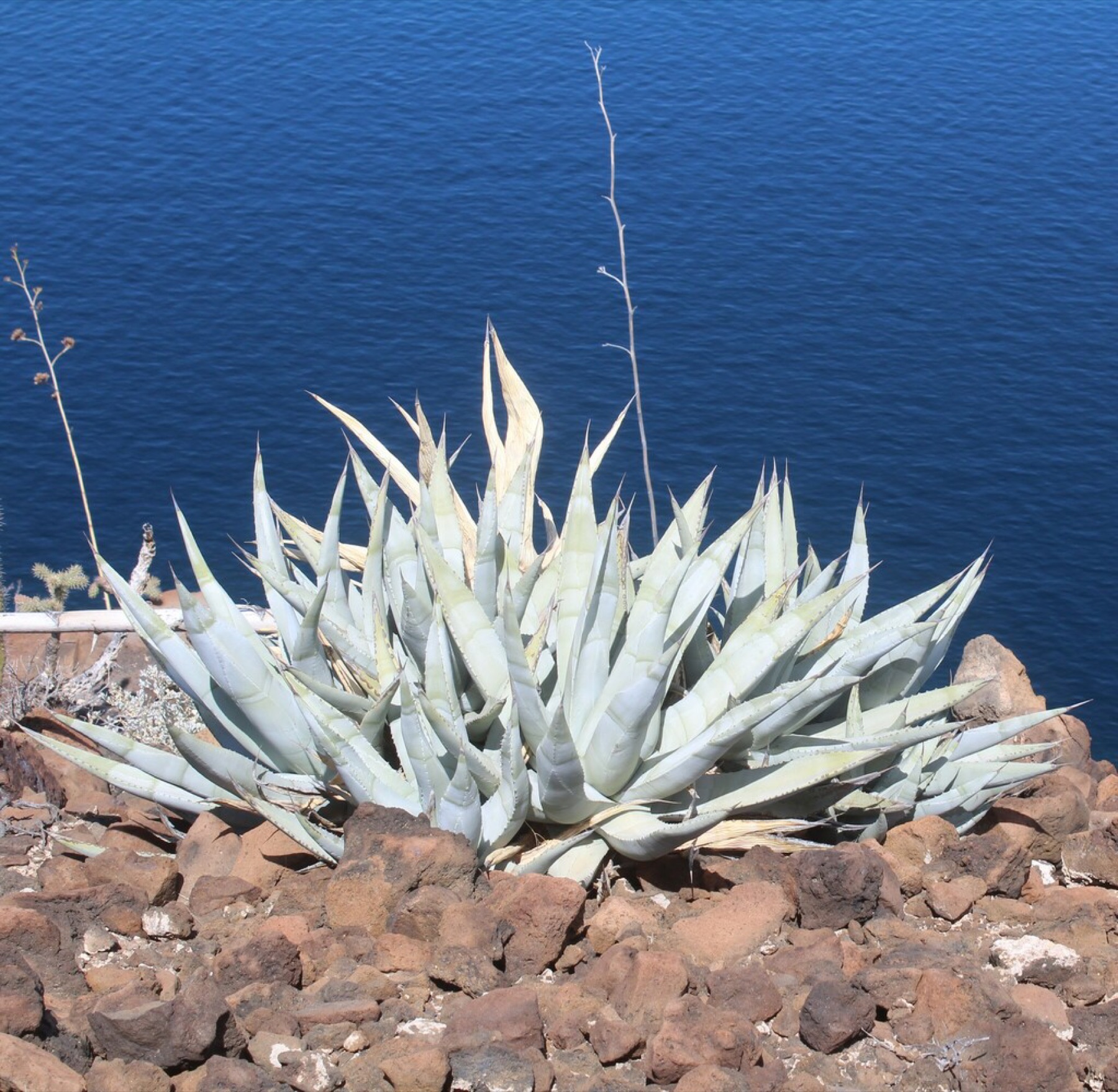 Desert Agave — photo 24