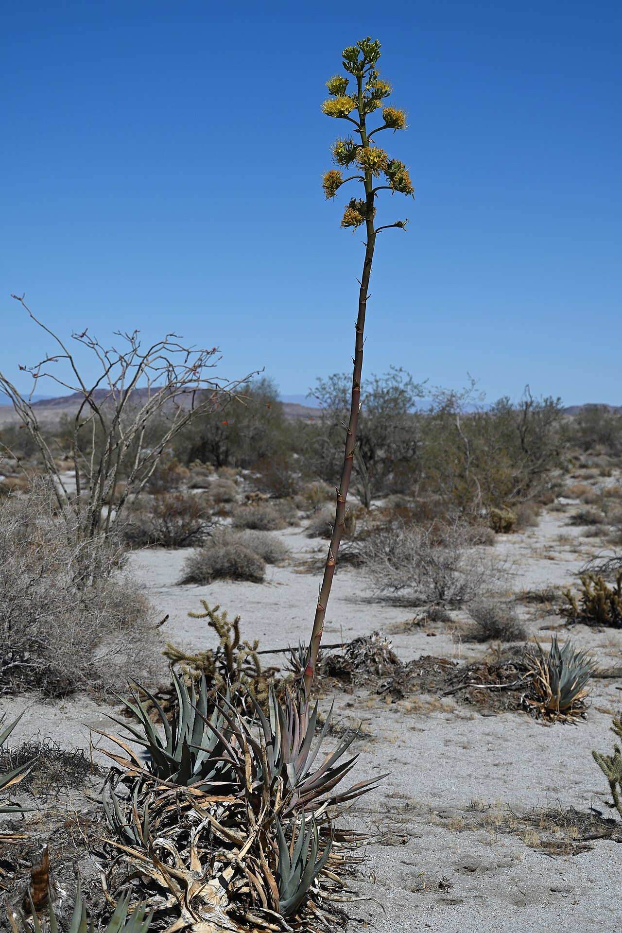 Desert Agave — photo 4
