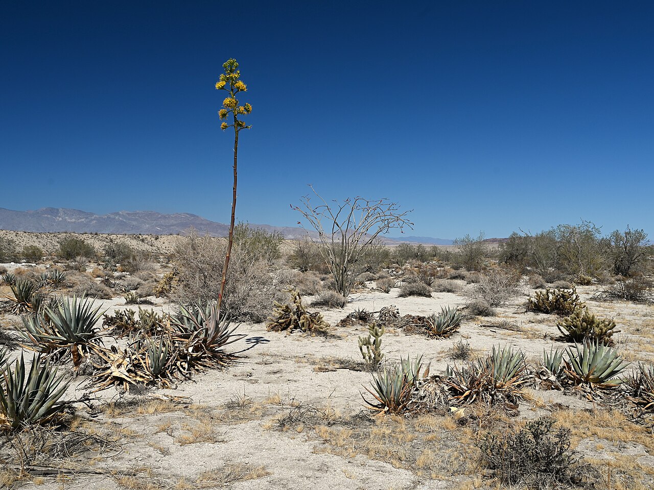 Desert Agave — photo 5