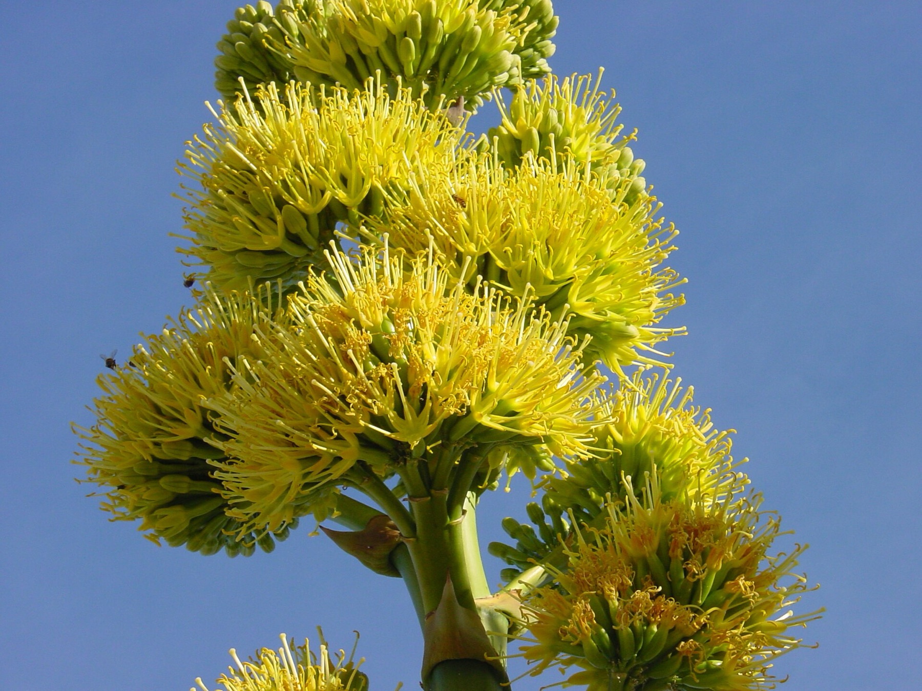 Desert Agave — photo 6