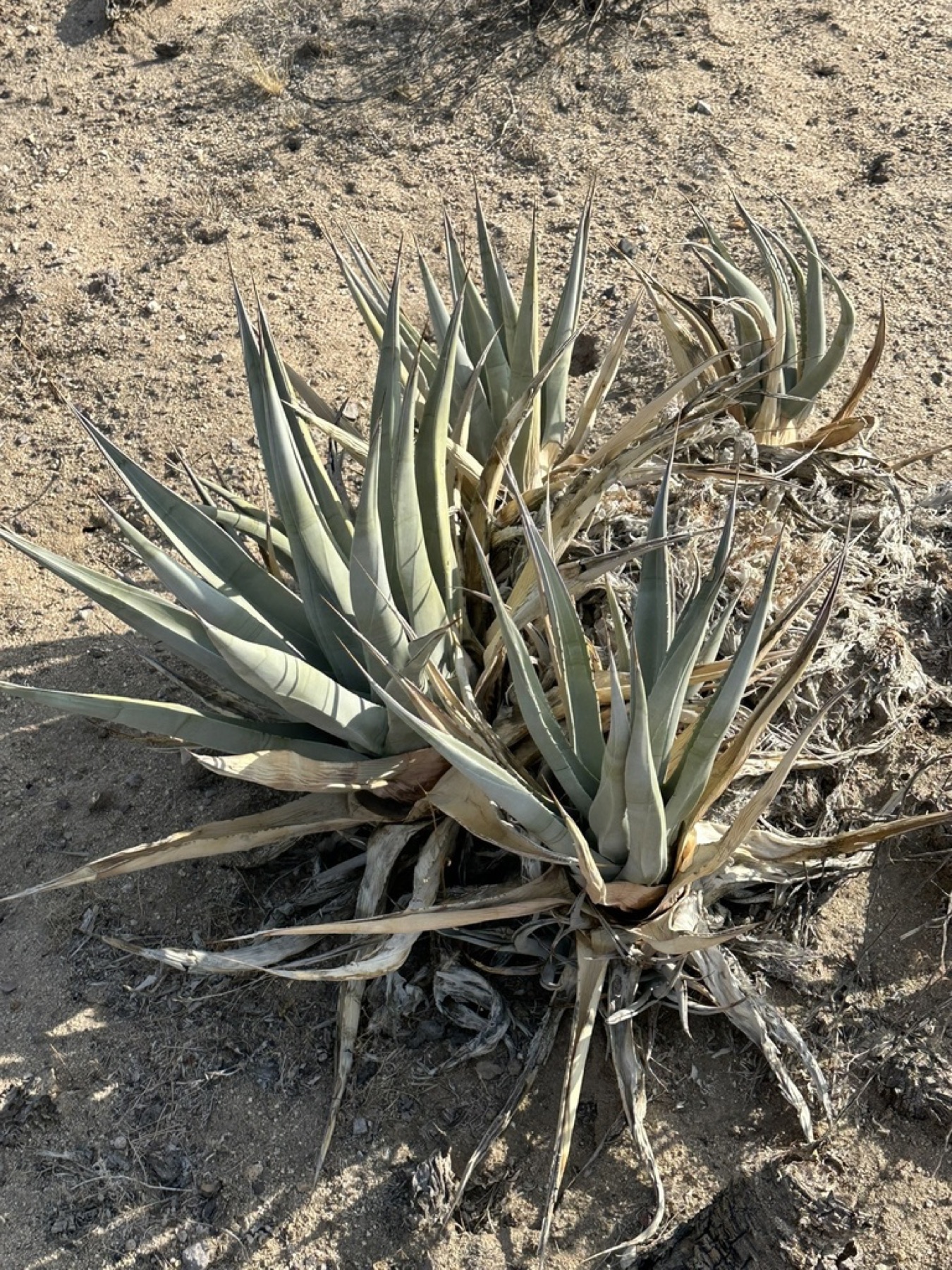 Desert Agave — photo 7