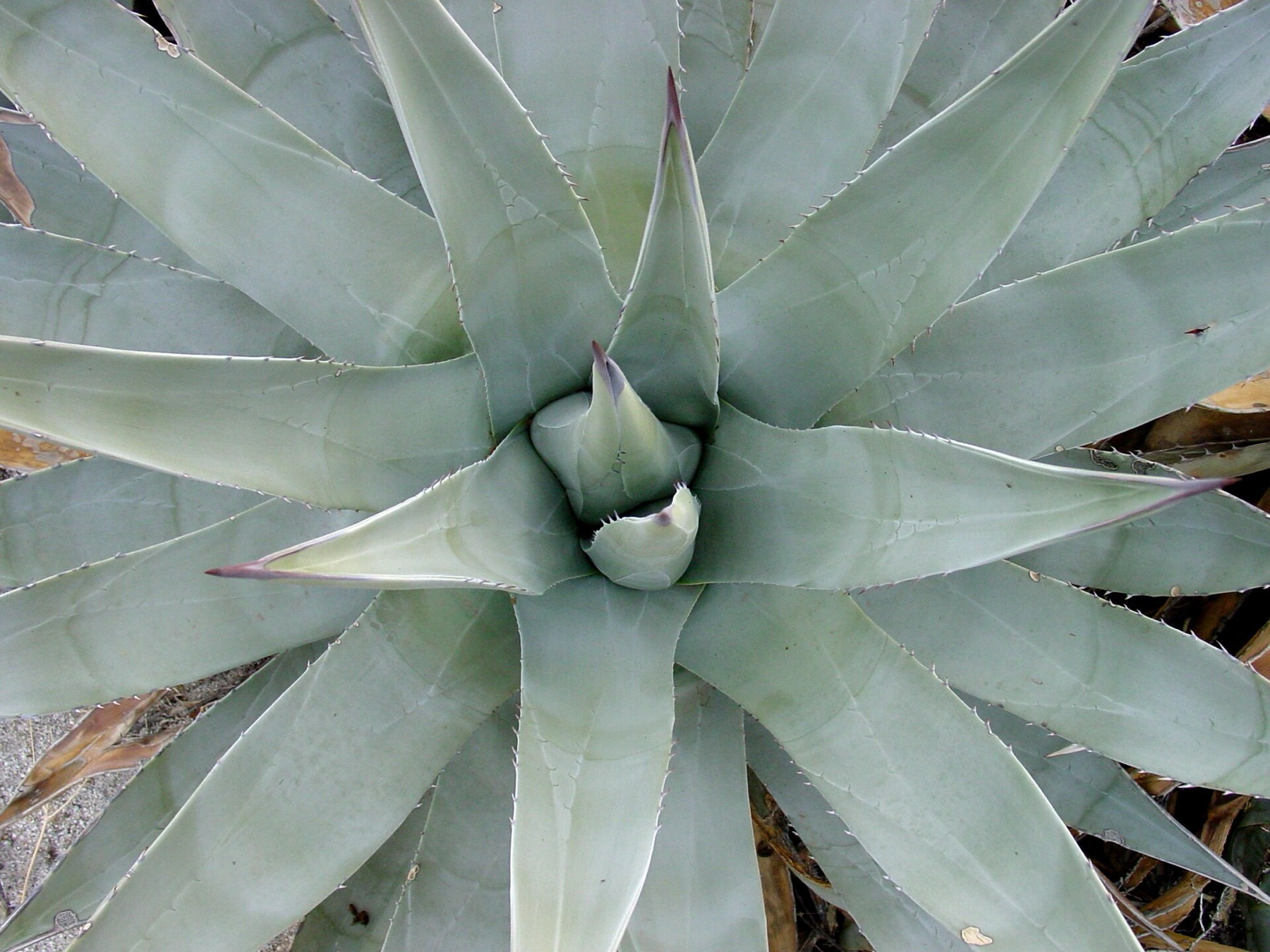 Desert Agave — photo 8