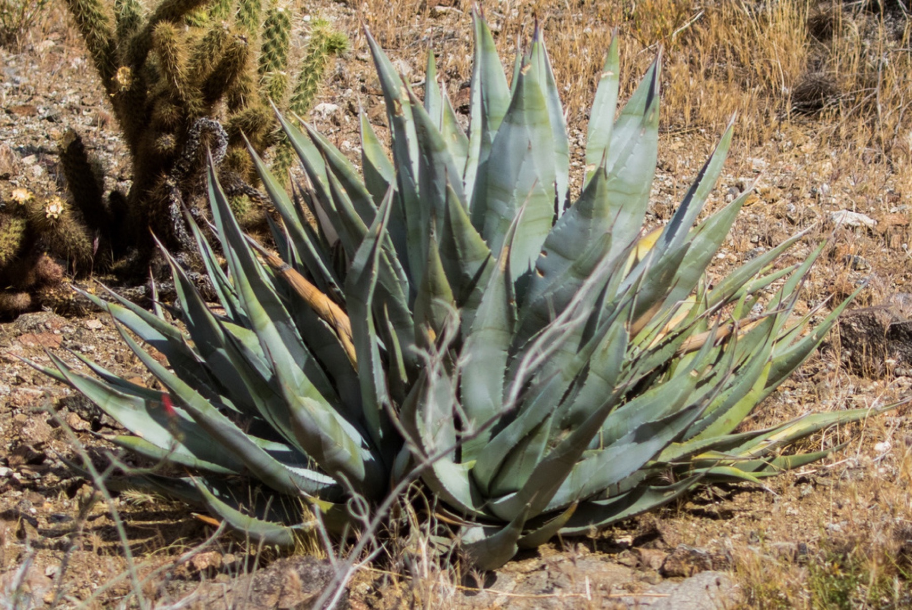 Desert Agave — photo 9