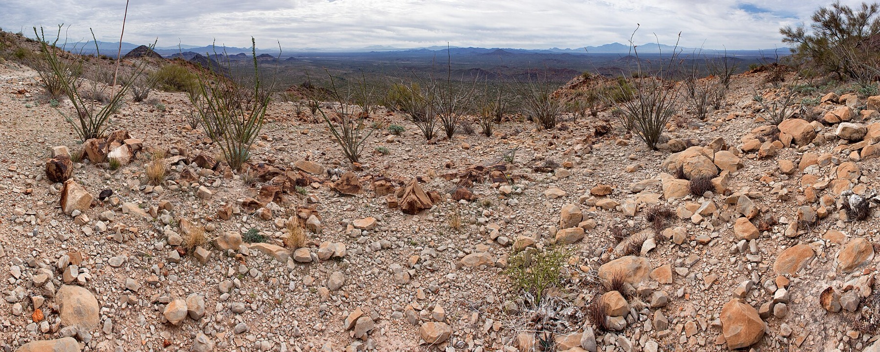Desert Agave — photo 10