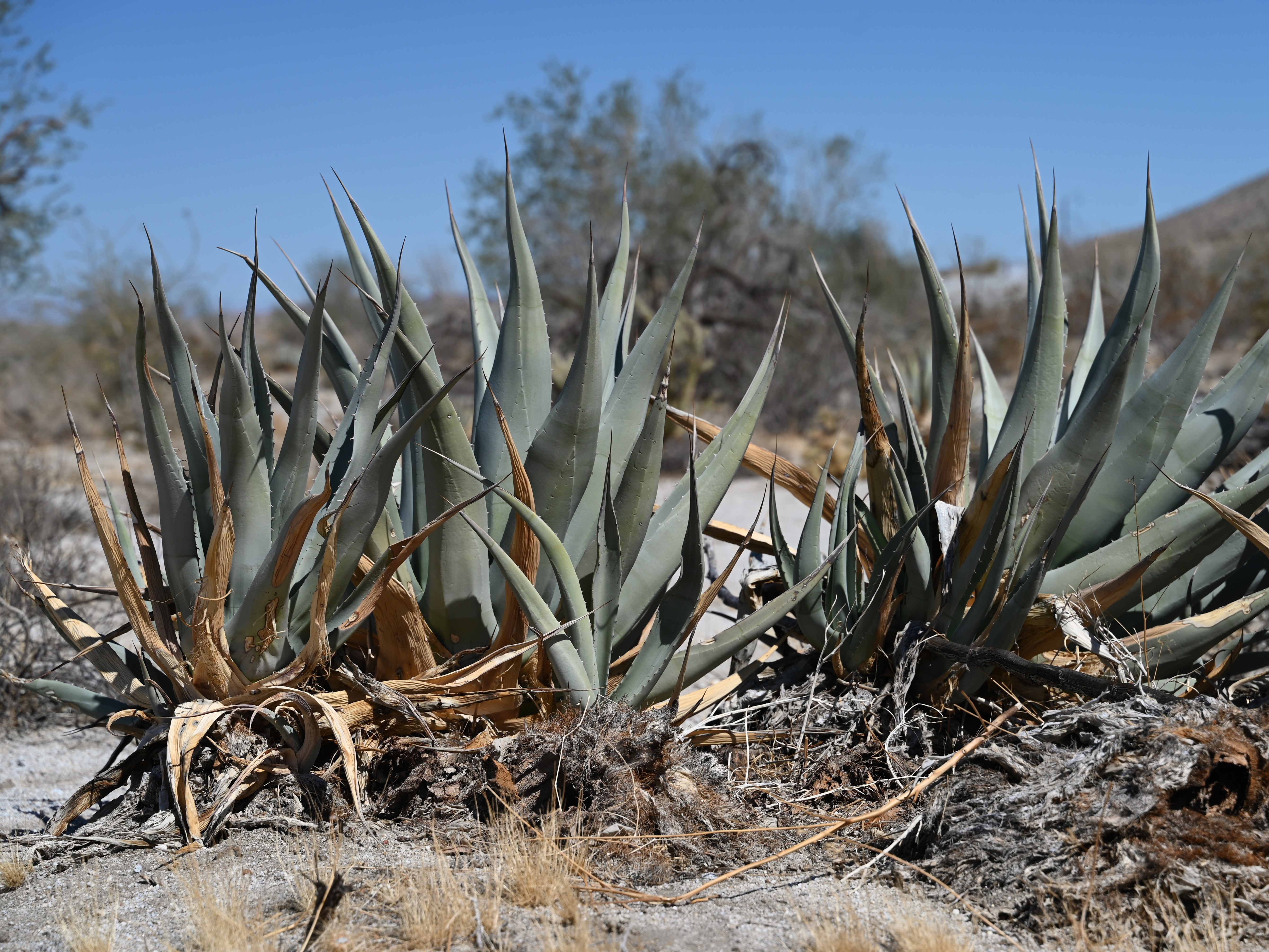 Desert Agave — photo 2