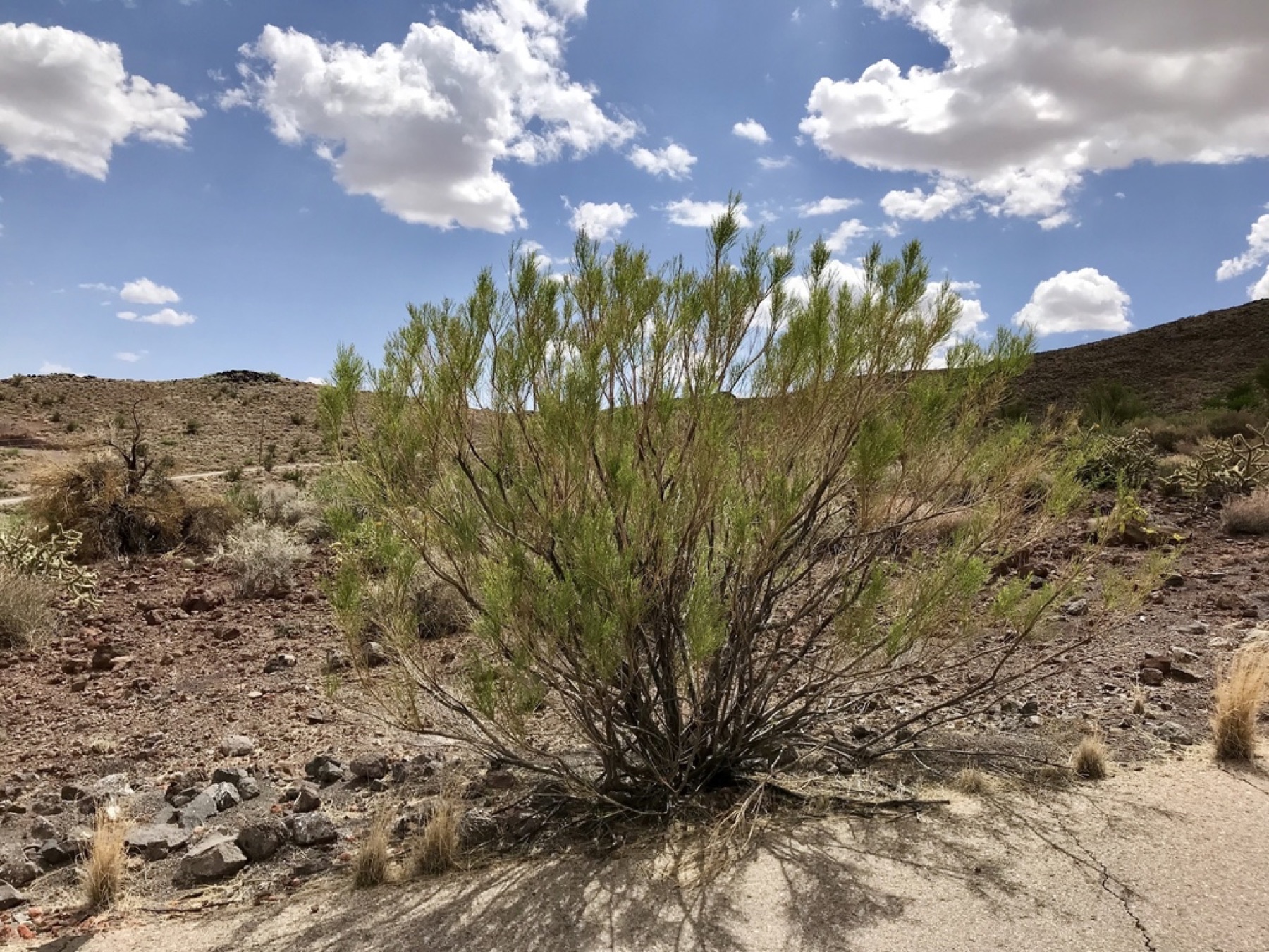 Desert Broom — photo 7