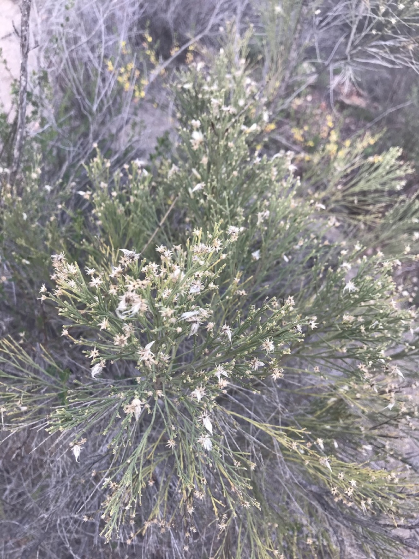 Desert Broom — photo 8