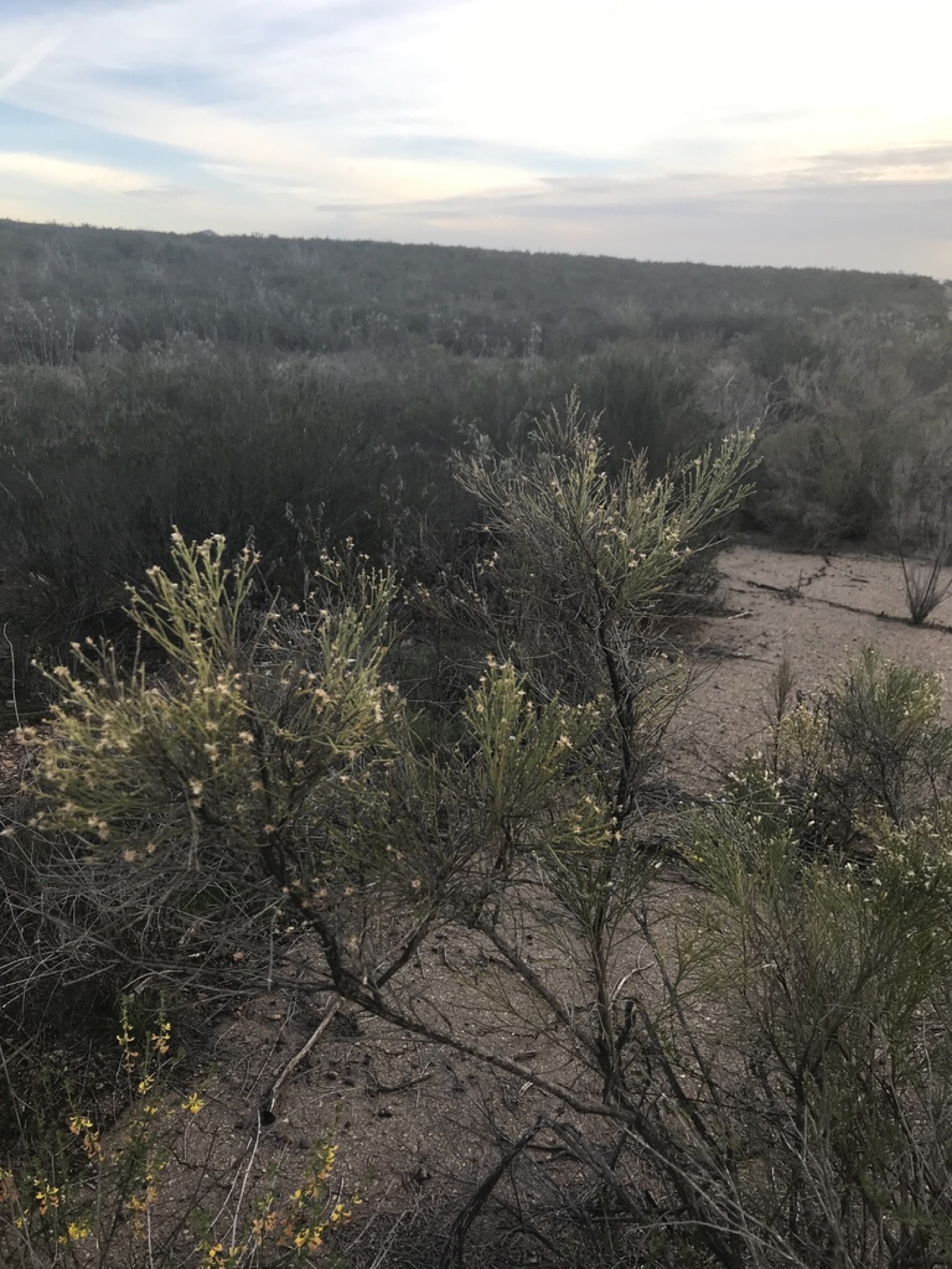 Desert Broom — photo 9