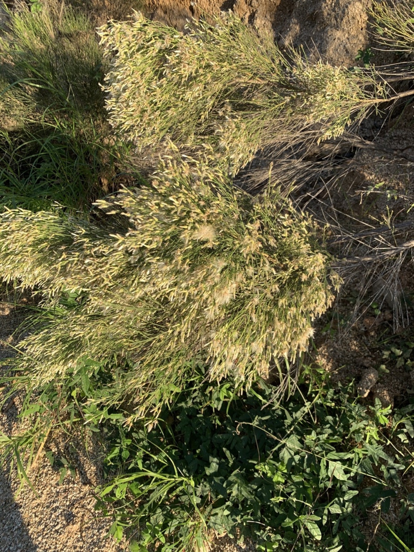 Desert Broom — photo 10
