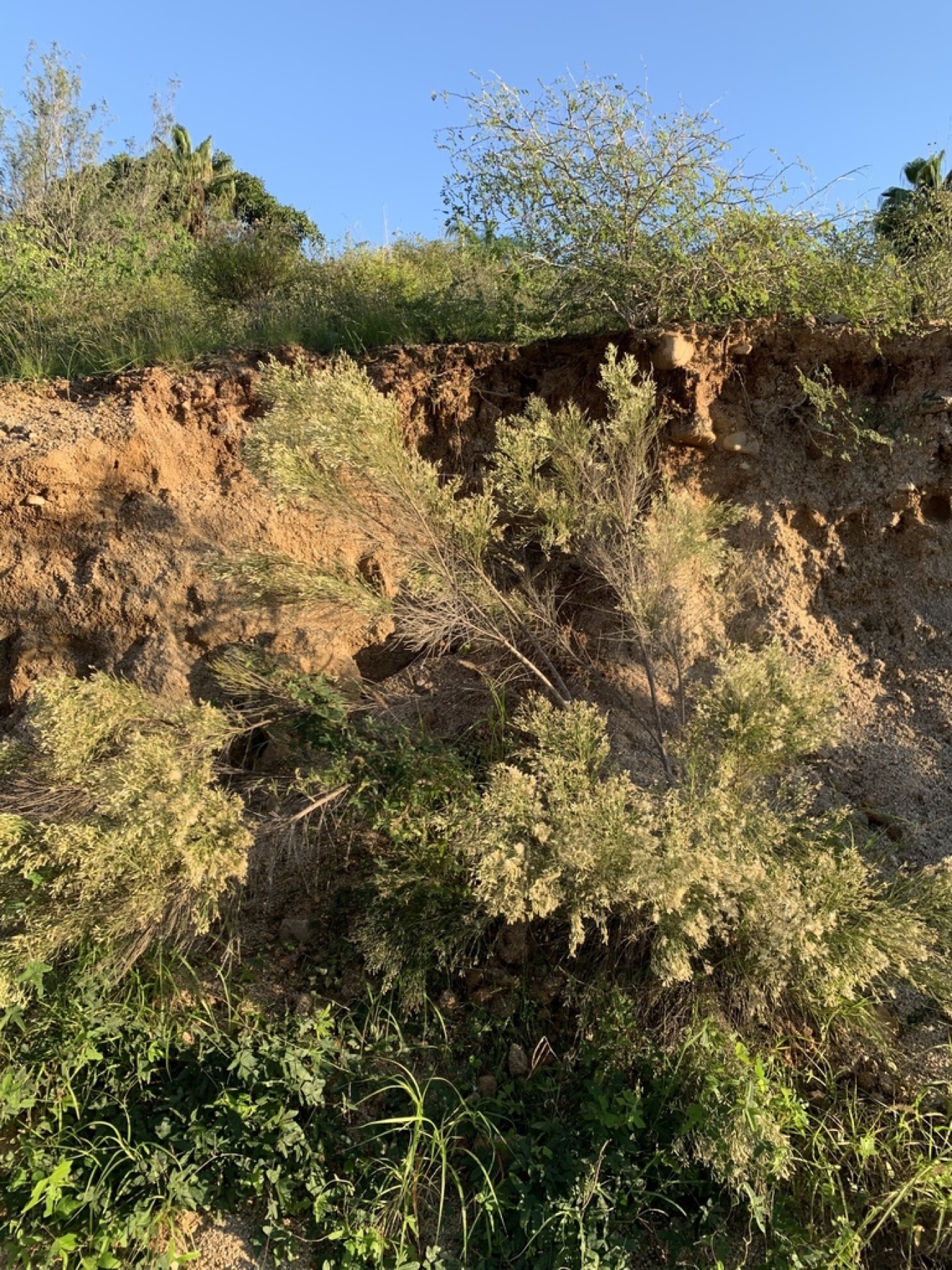 Desert Broom — photo 11