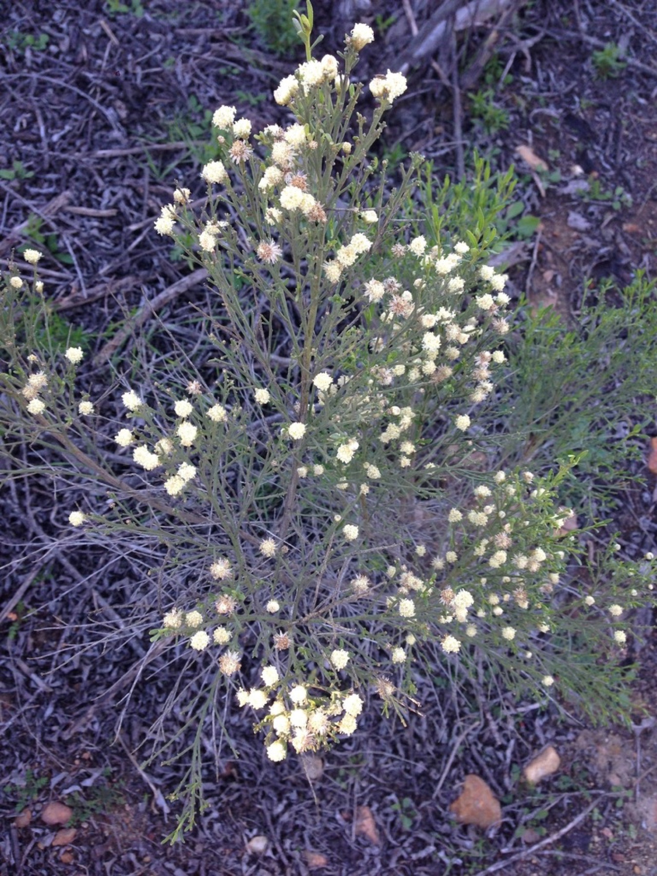 Desert Broom — photo 12