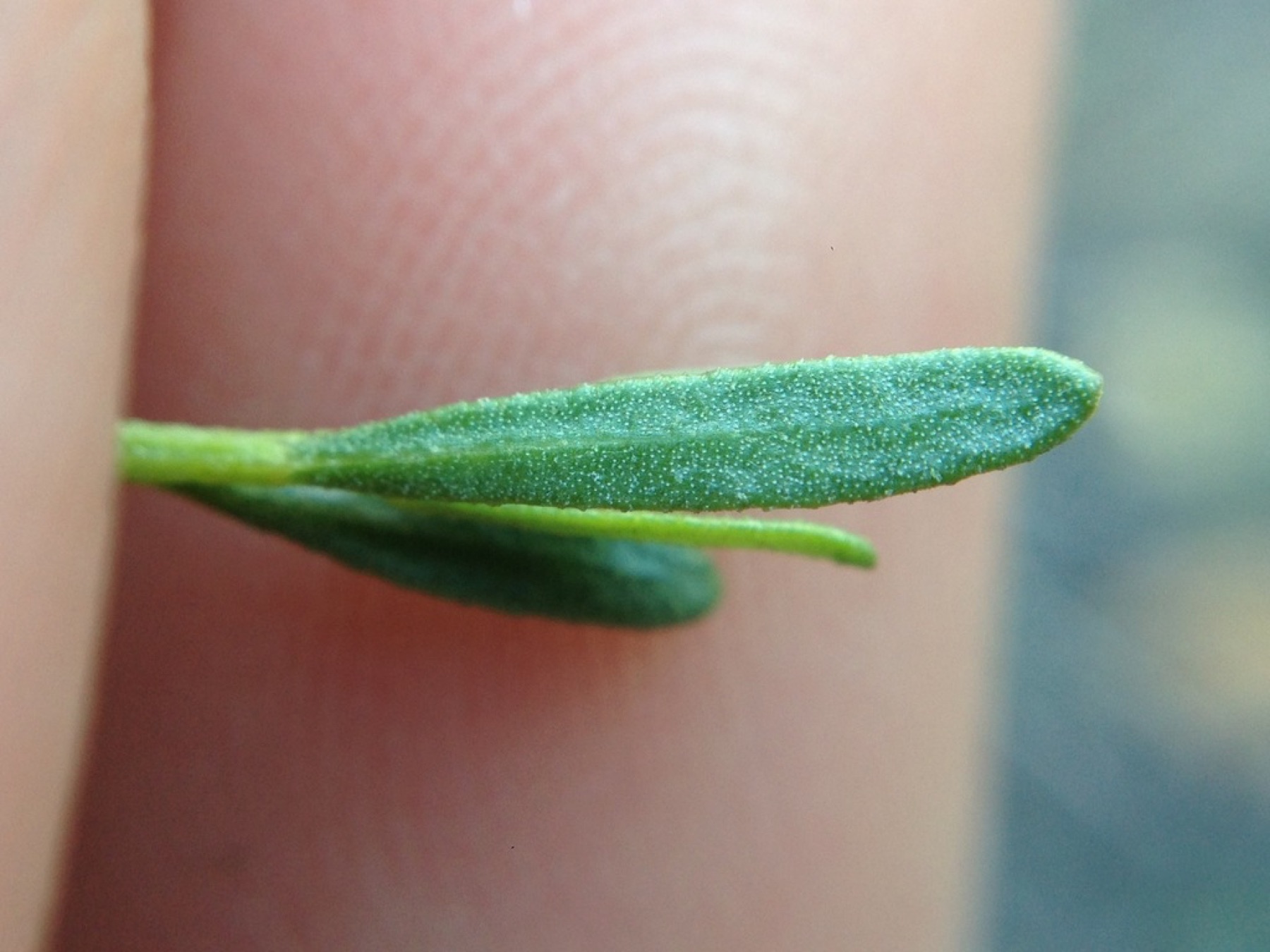 Desert Broom — photo 13