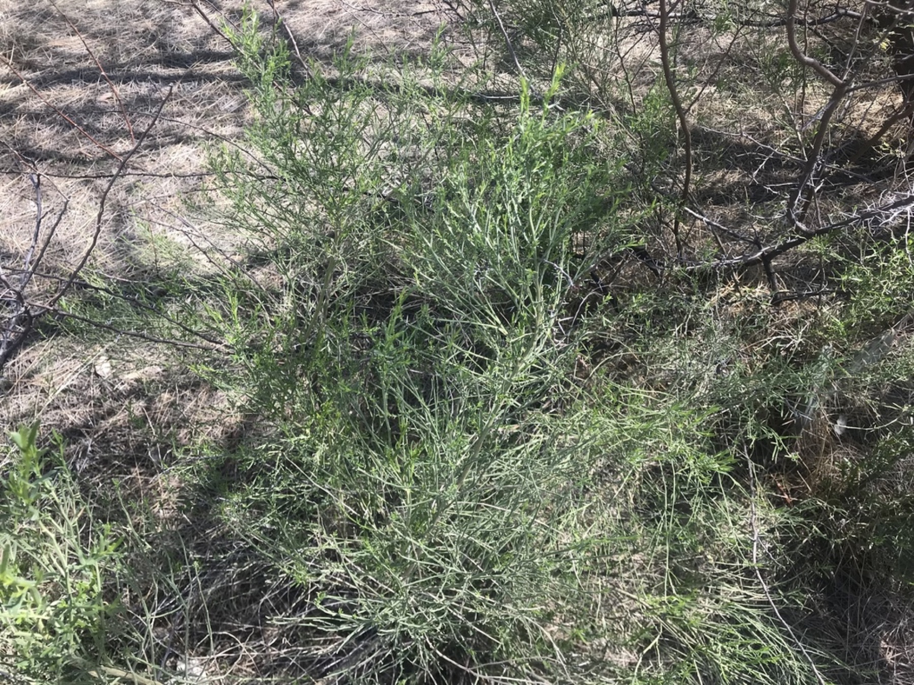 Desert Broom — photo 14