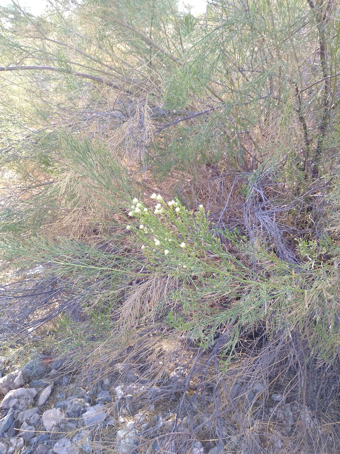 Desert Broom — photo 15