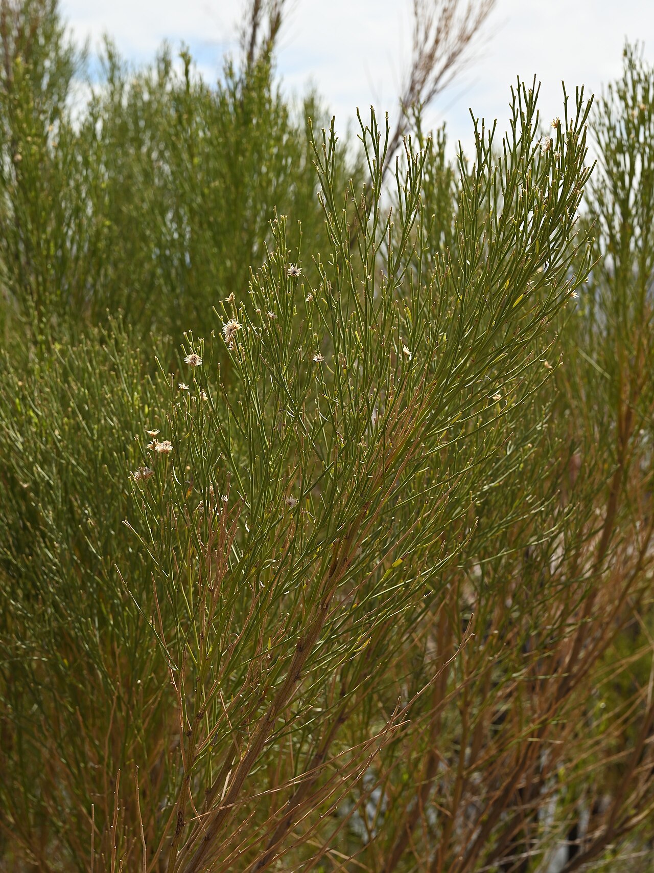 Desert Broom — photo 24