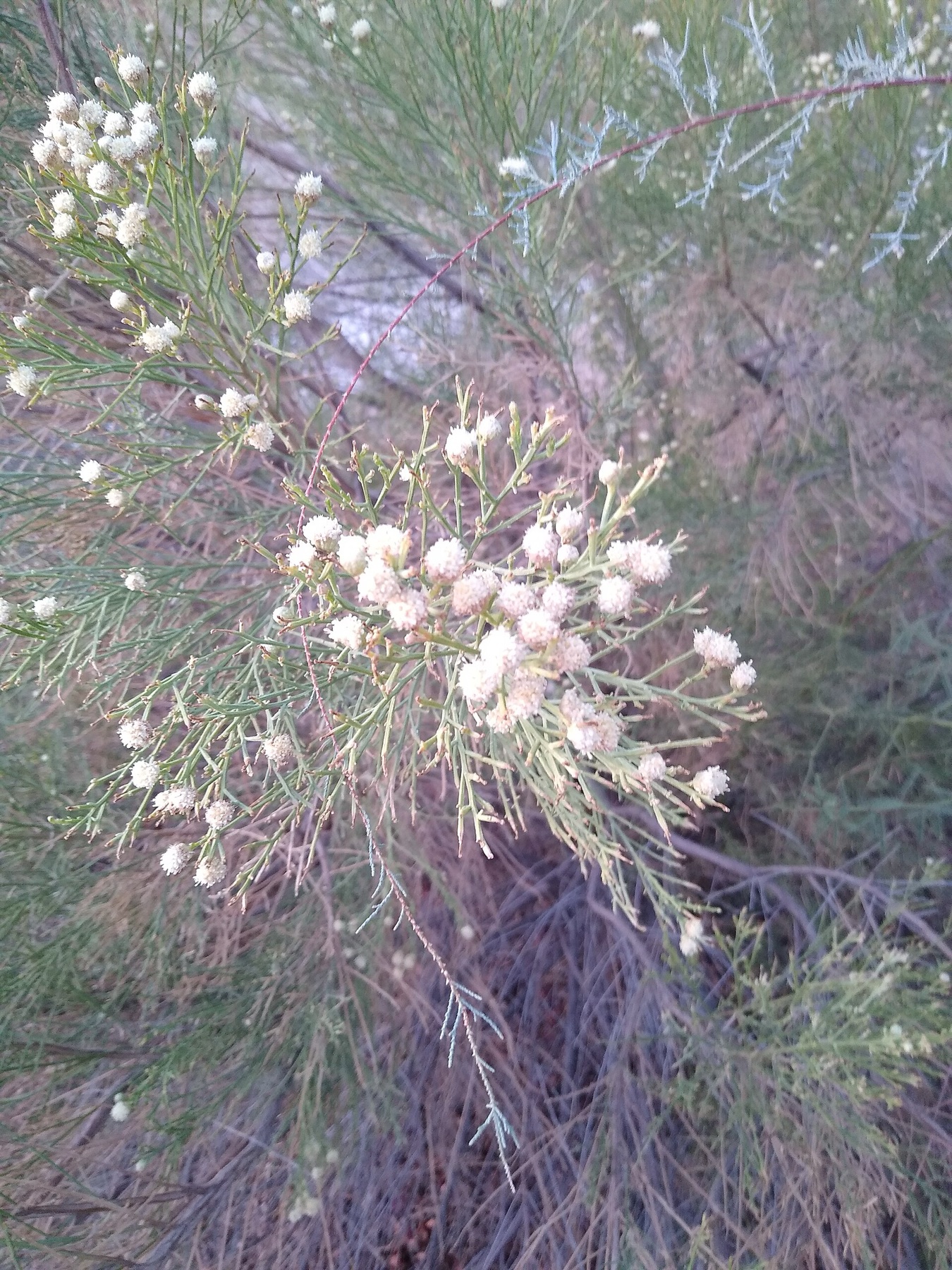 Desert Broom — photo 16