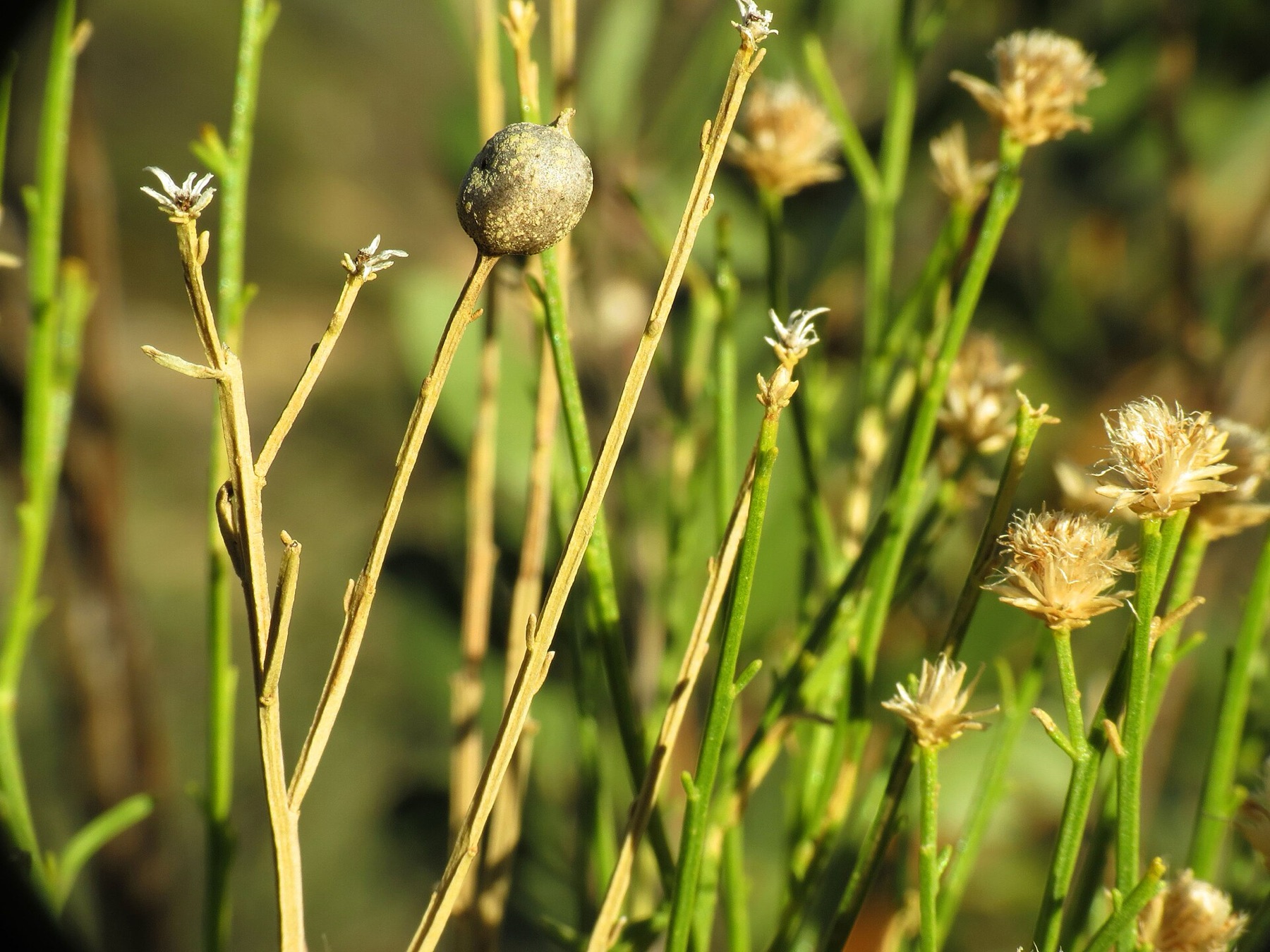 Desert Broom — photo 17