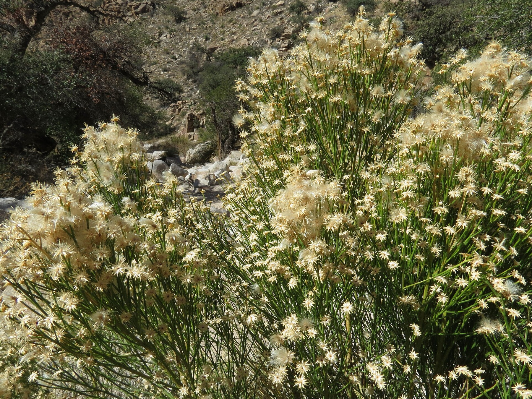 Desert Broom — photo 18