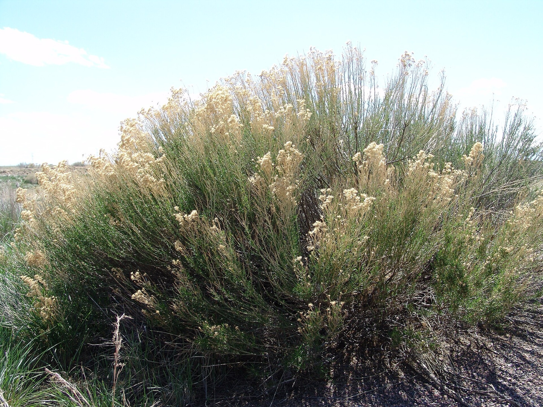 Desert Broom — photo 19