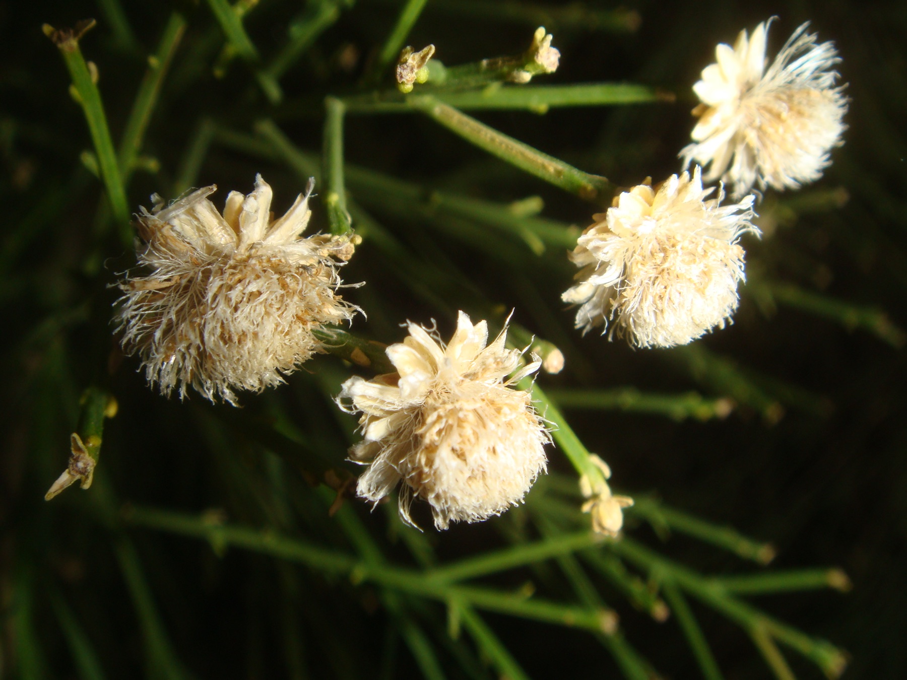 Desert Broom — photo 20