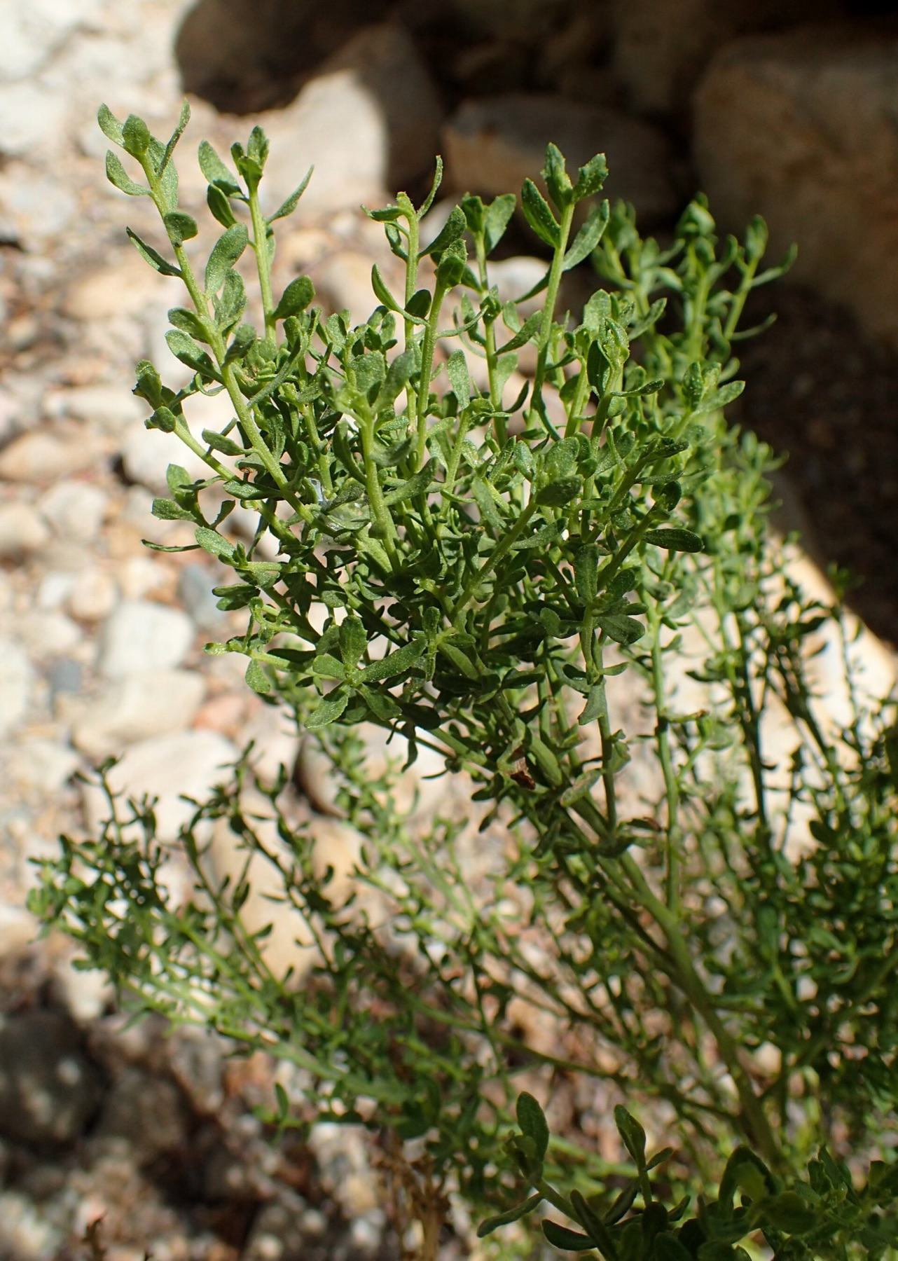 Desert Broom — photo 21
