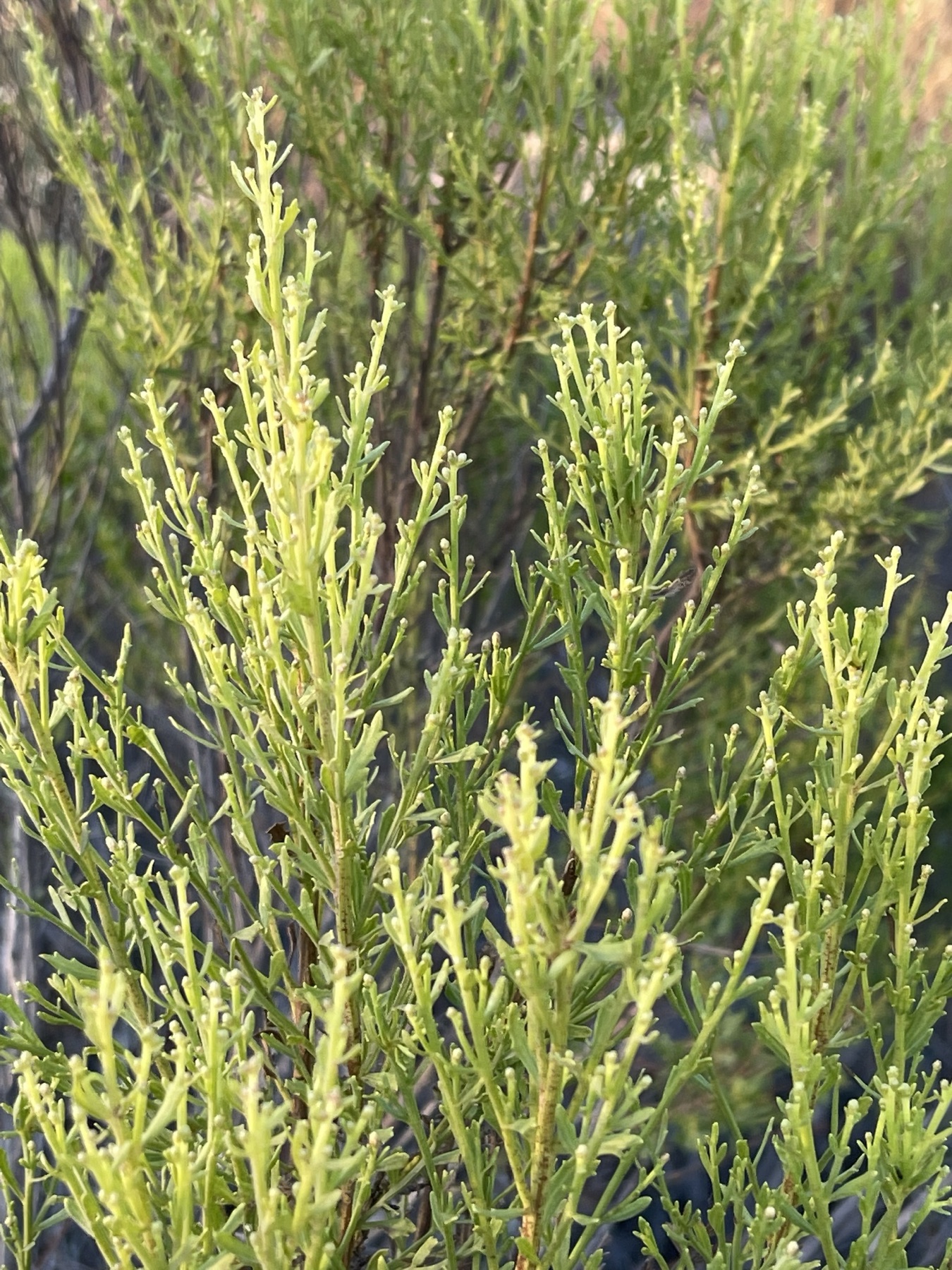 Desert Broom — photo 22
