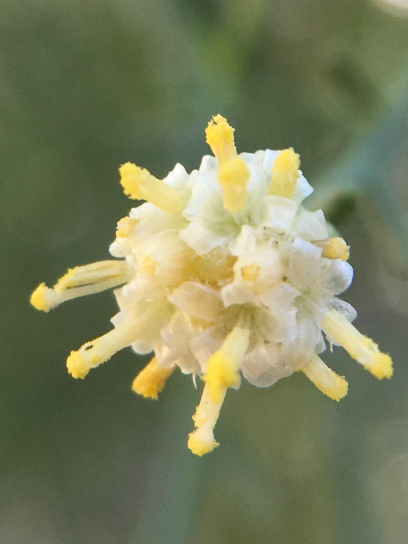 Desert Broom