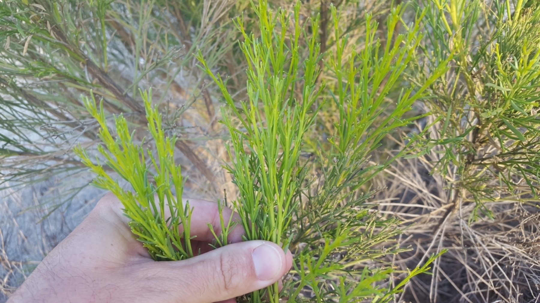 Desert Broom — photo 2