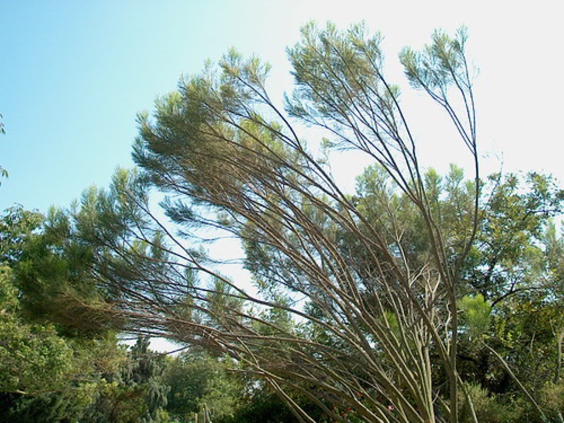 Desert Broom — photo 3