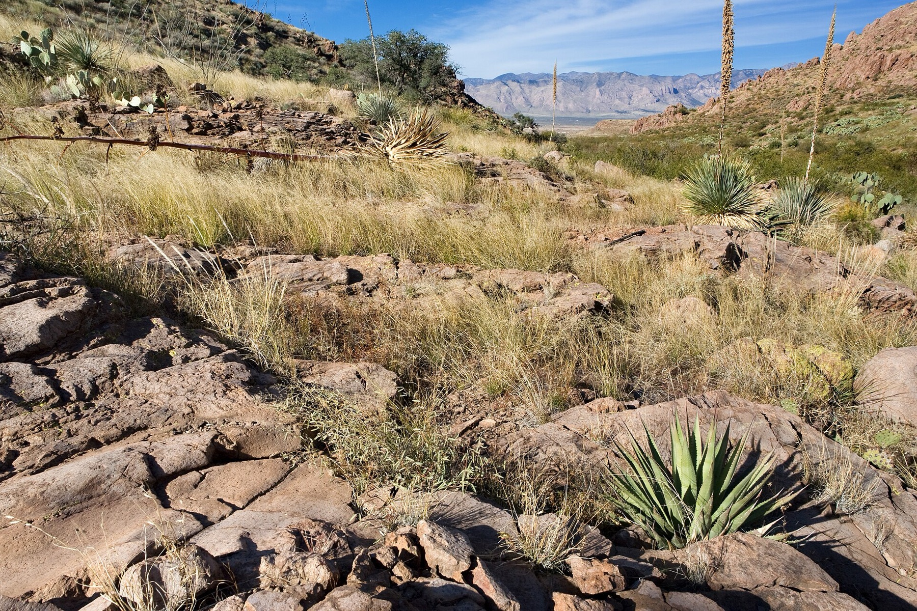 Desert Broom — photo 4