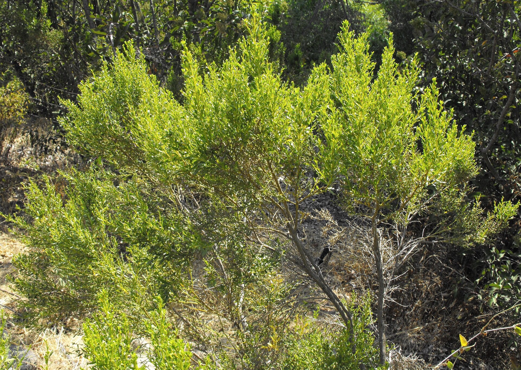 Desert Broom — photo 5