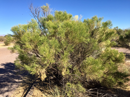 Desert Broom — photo 23